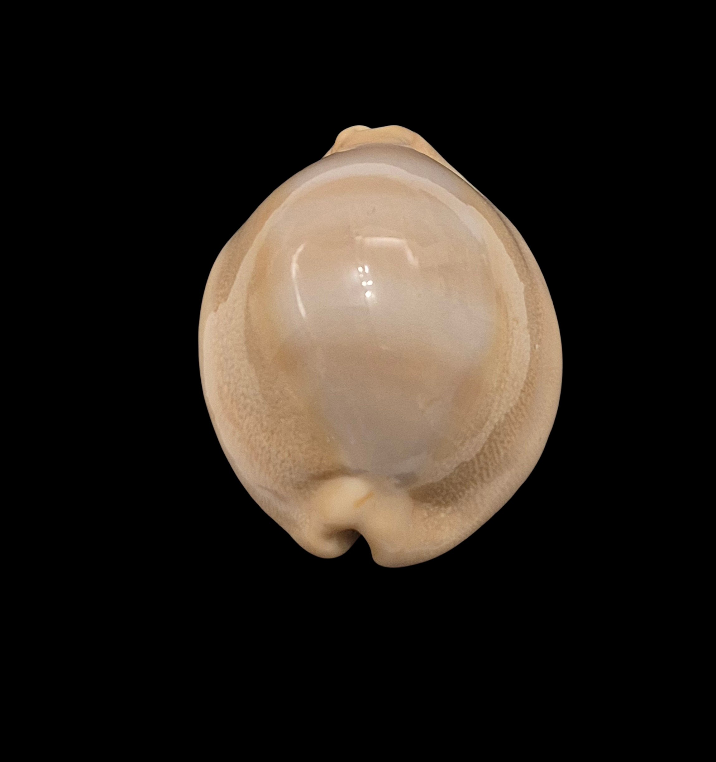 BC448 Lyncina sulcidentata - Image 4