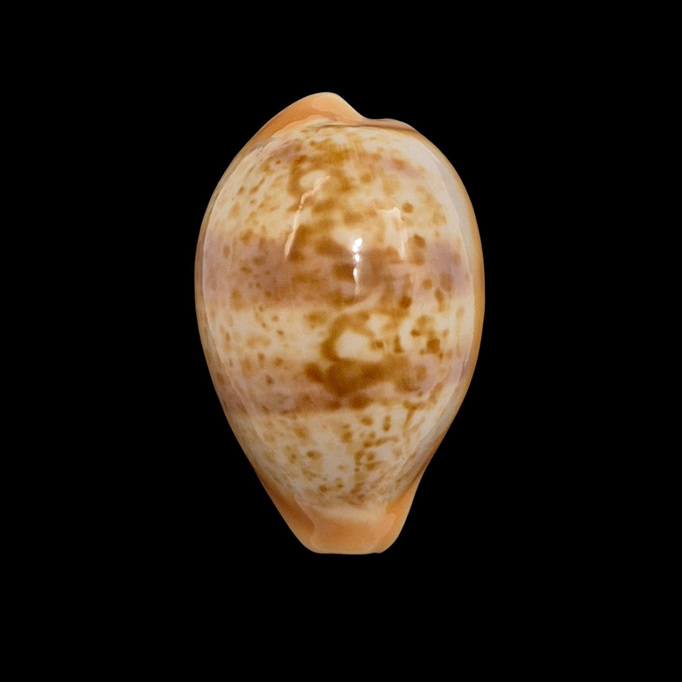 BC464 Schilderina achatidea - MEDITERRANEAN SEA