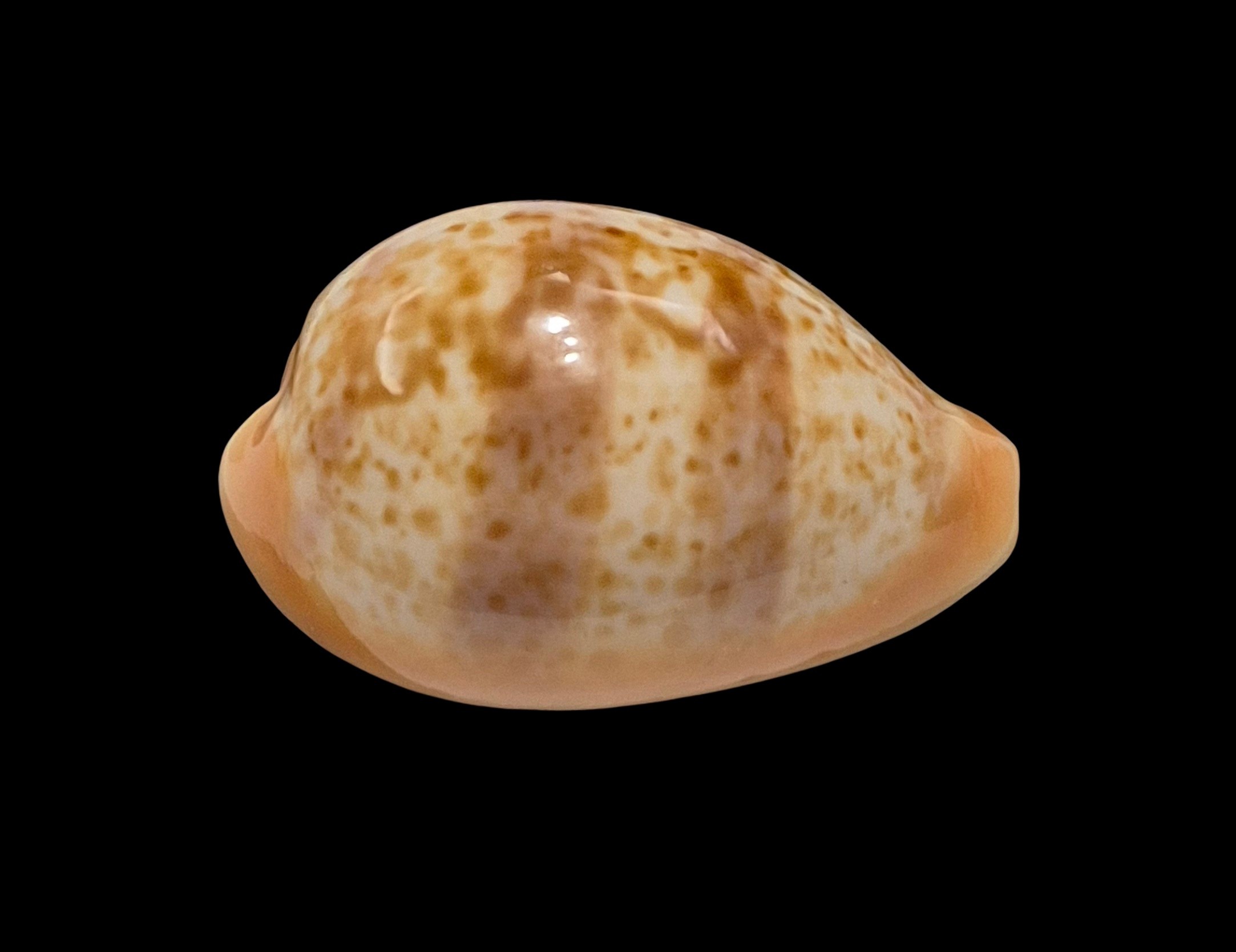BC464 Schilderina achatidea - MEDITERRANEAN SEA - Image 2