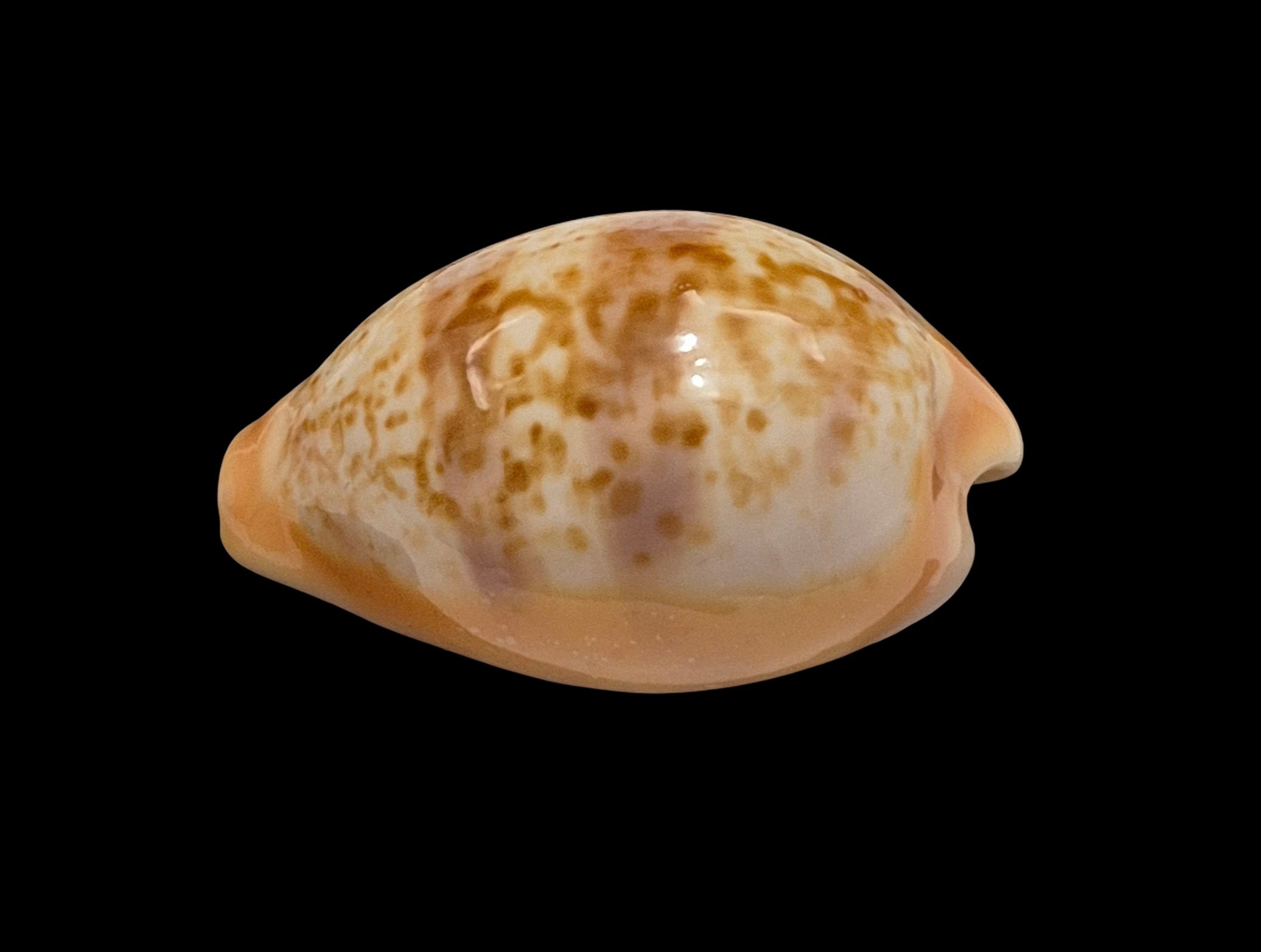 BC464 Schilderina achatidea - MEDITERRANEAN SEA - Image 3