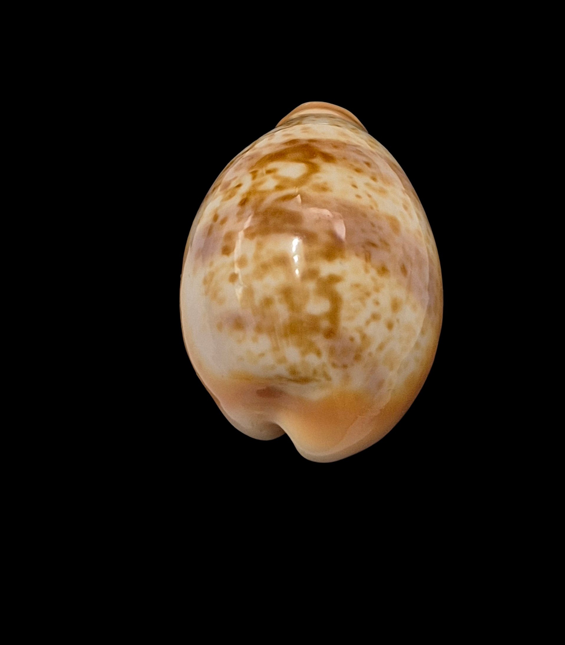 BC464 Schilderina achatidea - MEDITERRANEAN SEA - Image 4