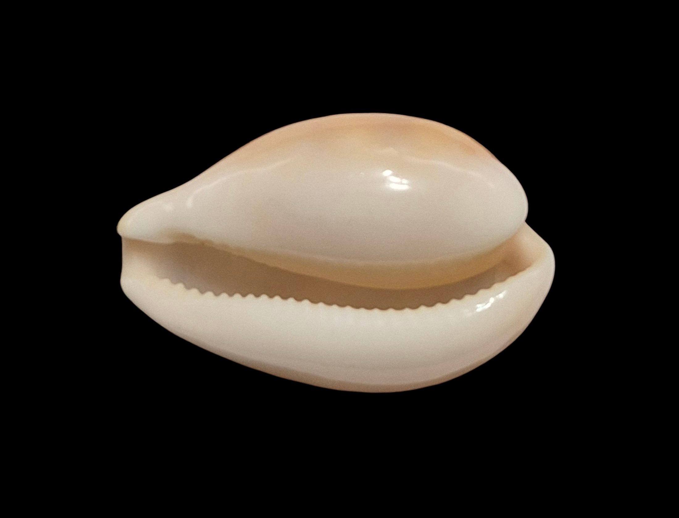 BC464 Schilderina achatidea - MEDITERRANEAN SEA - Image 5