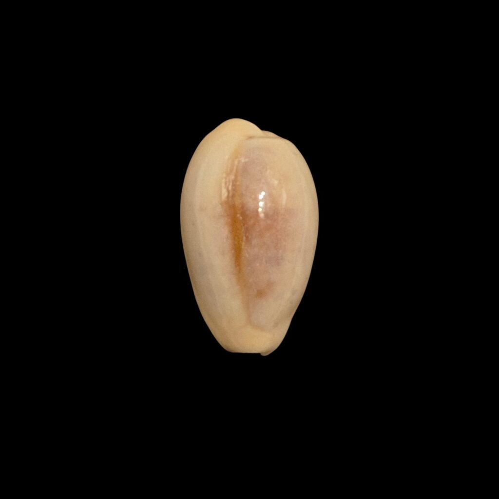 BC480 Erronea bregeriana pervelata