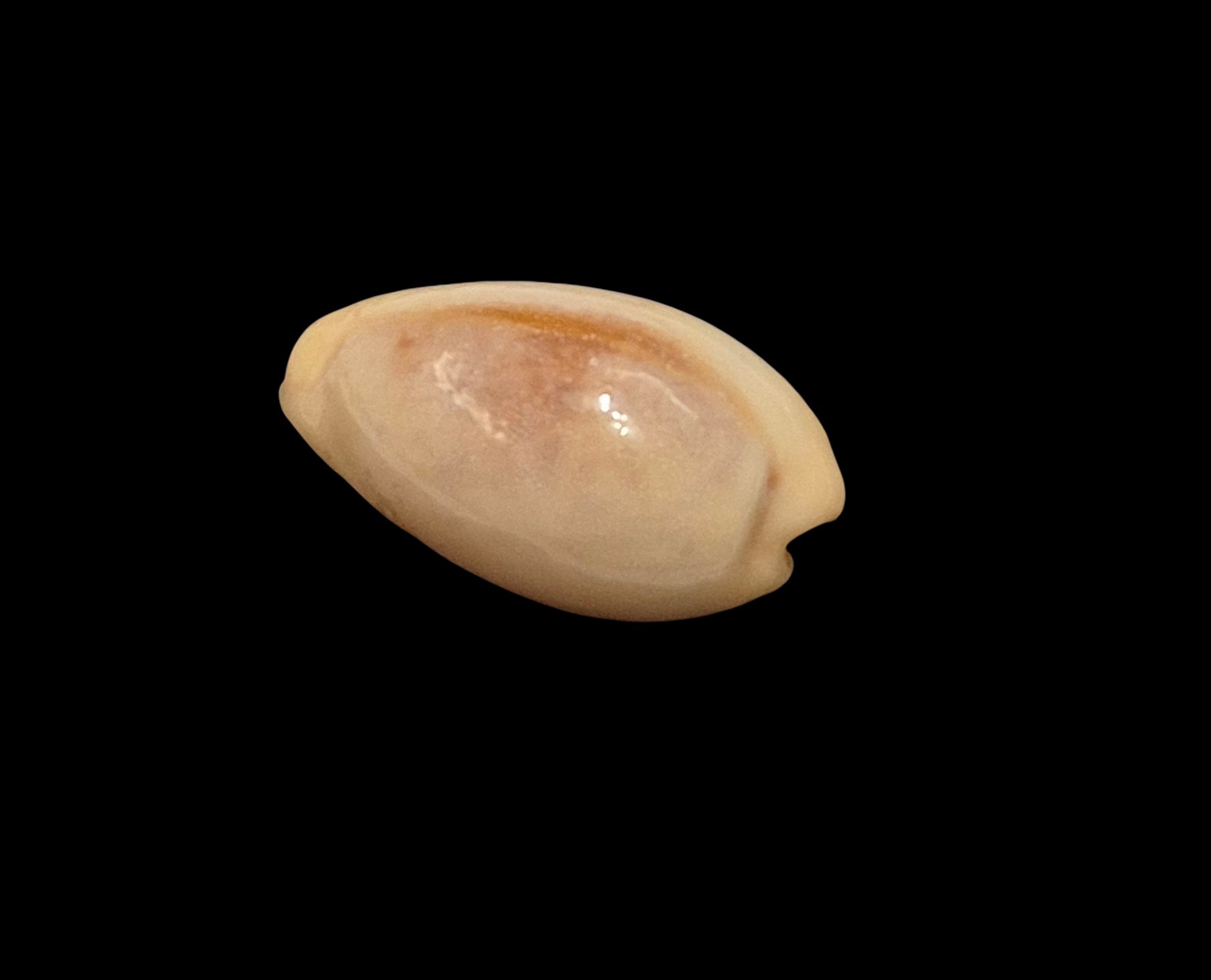 BC480 Erronea bregeriana pervelata - Image 3