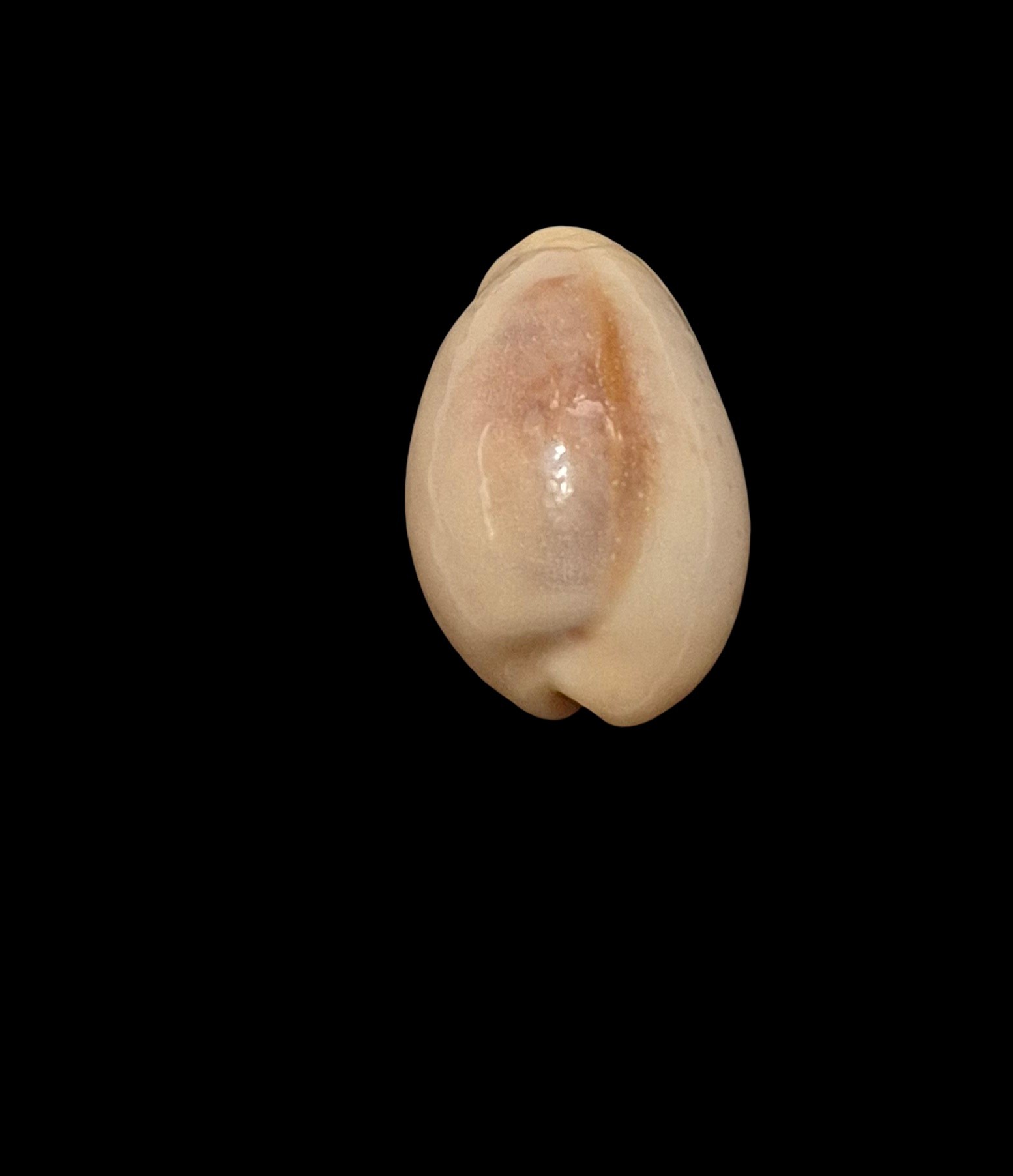 BC480 Erronea bregeriana pervelata - Image 4