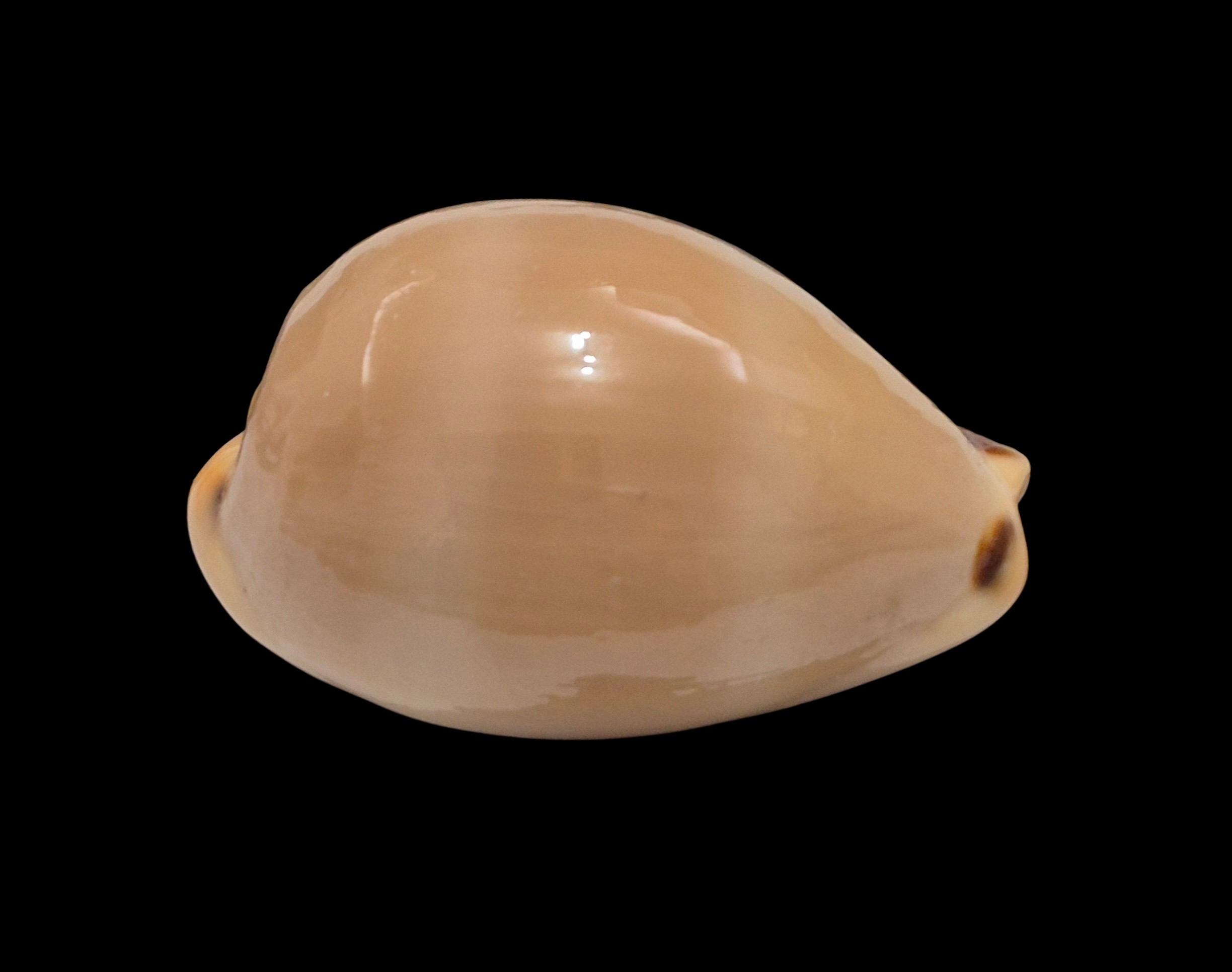 BC491 Luria lurida - Image 2