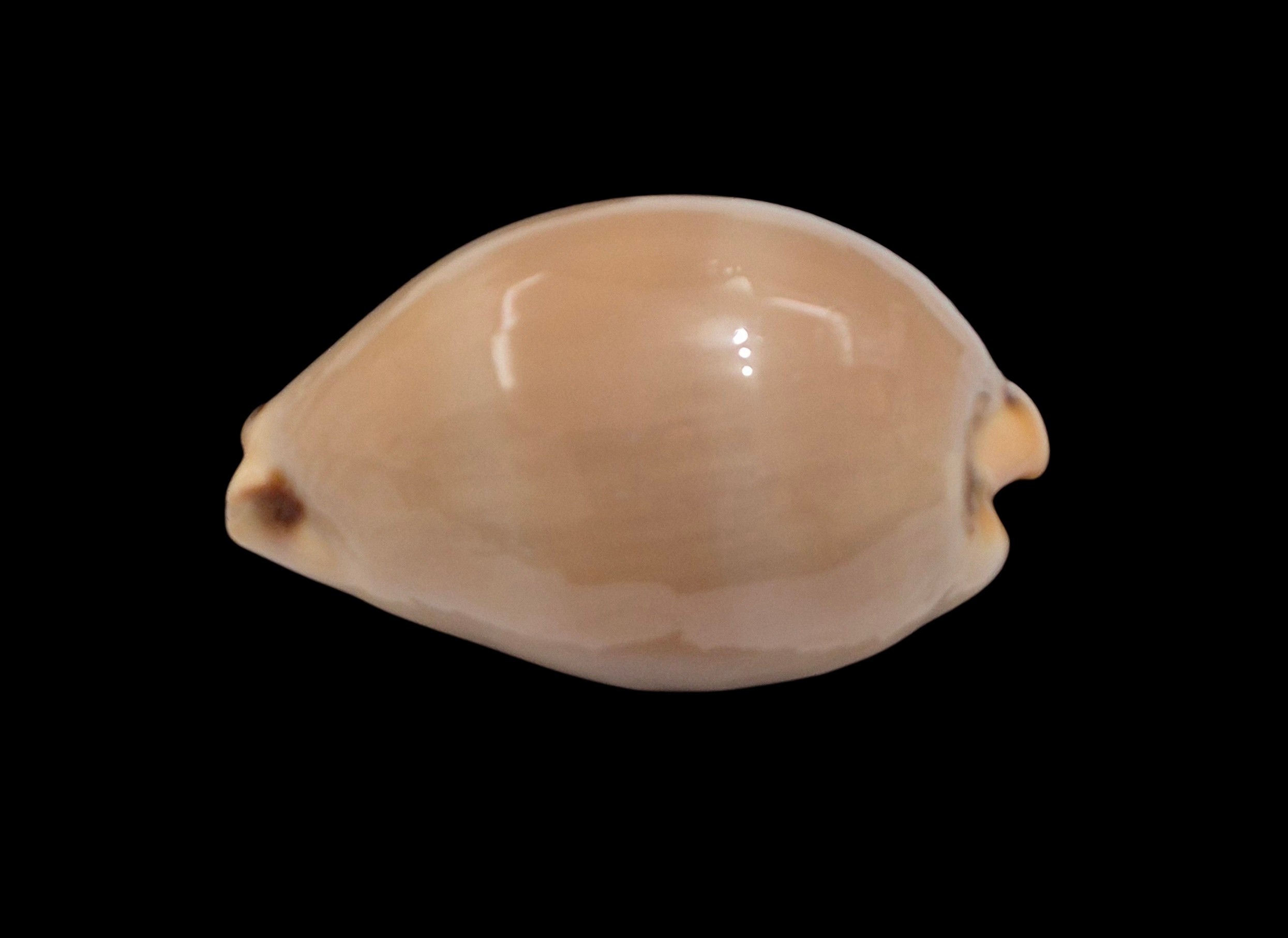 BC491 Luria lurida - Image 3