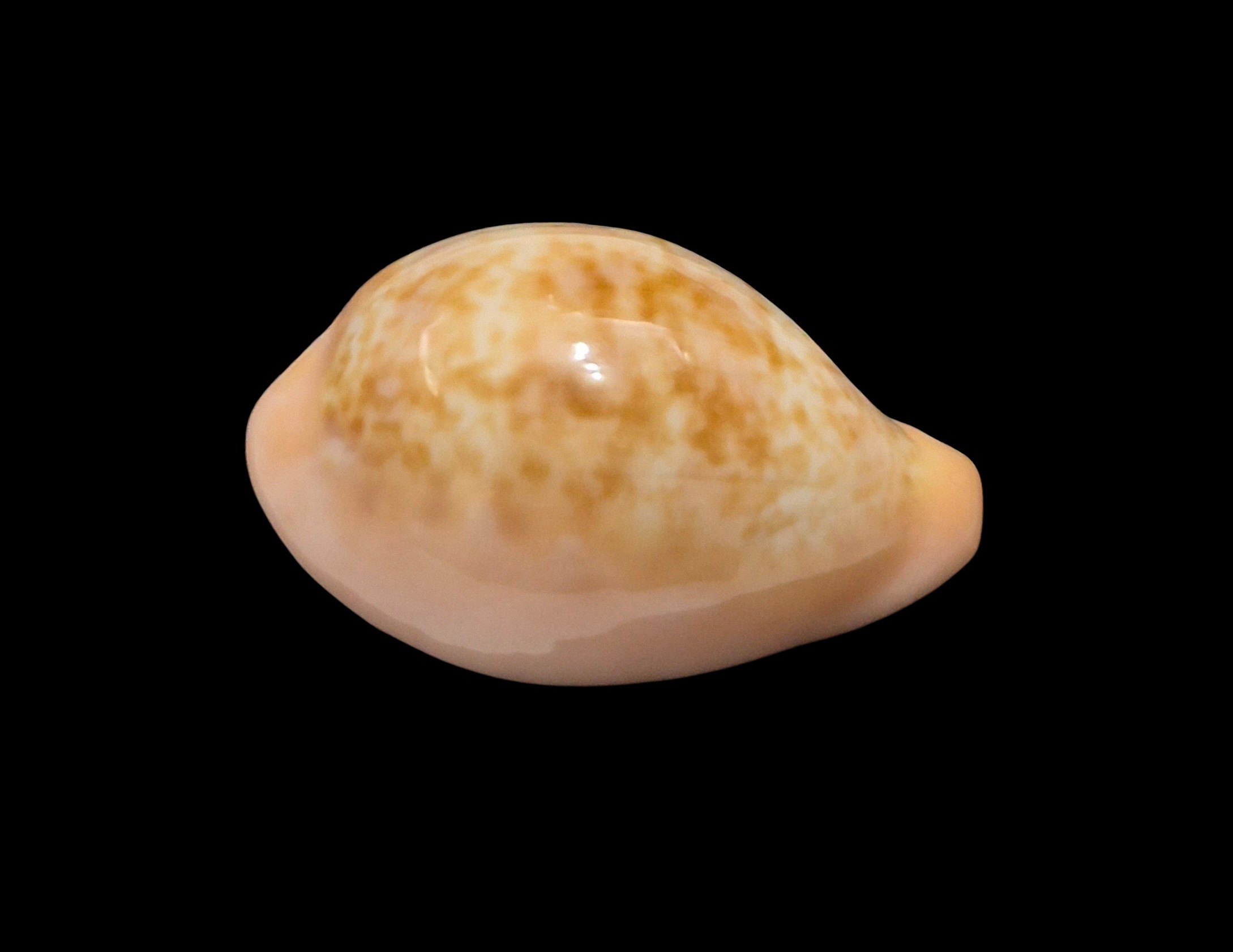 BC008 Zonaria angelicae petiformis - Image 2