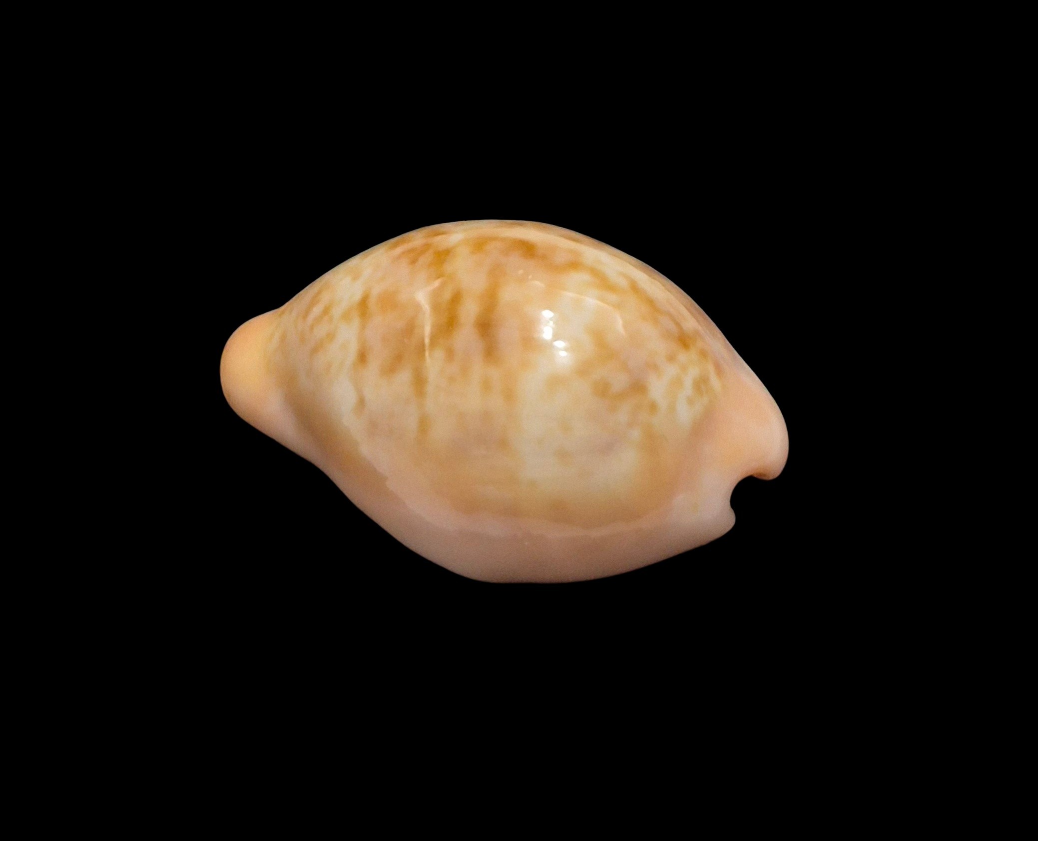 BC008 Zonaria angelicae petiformis - Image 3