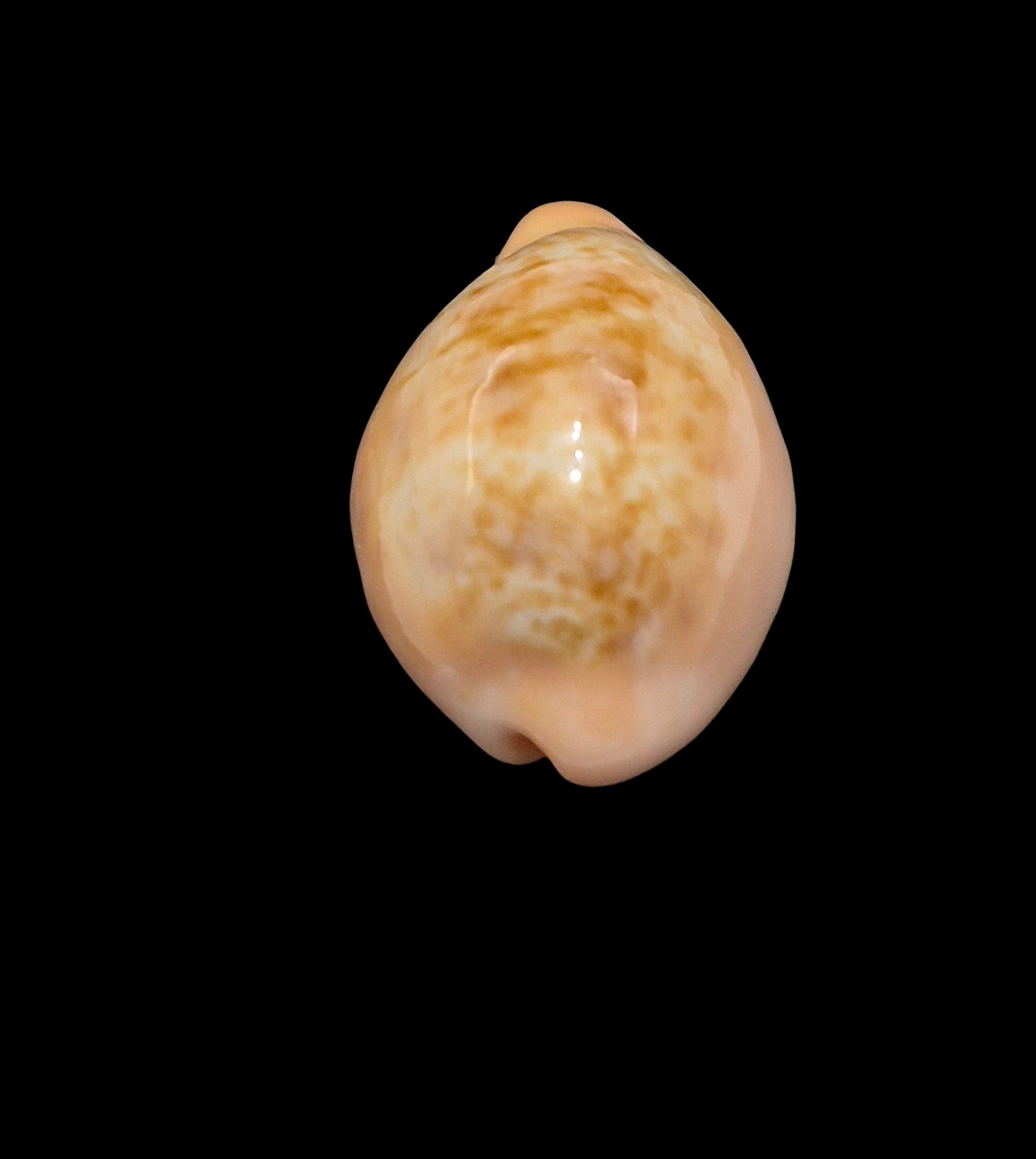 BC008 Zonaria angelicae petiformis - Image 4