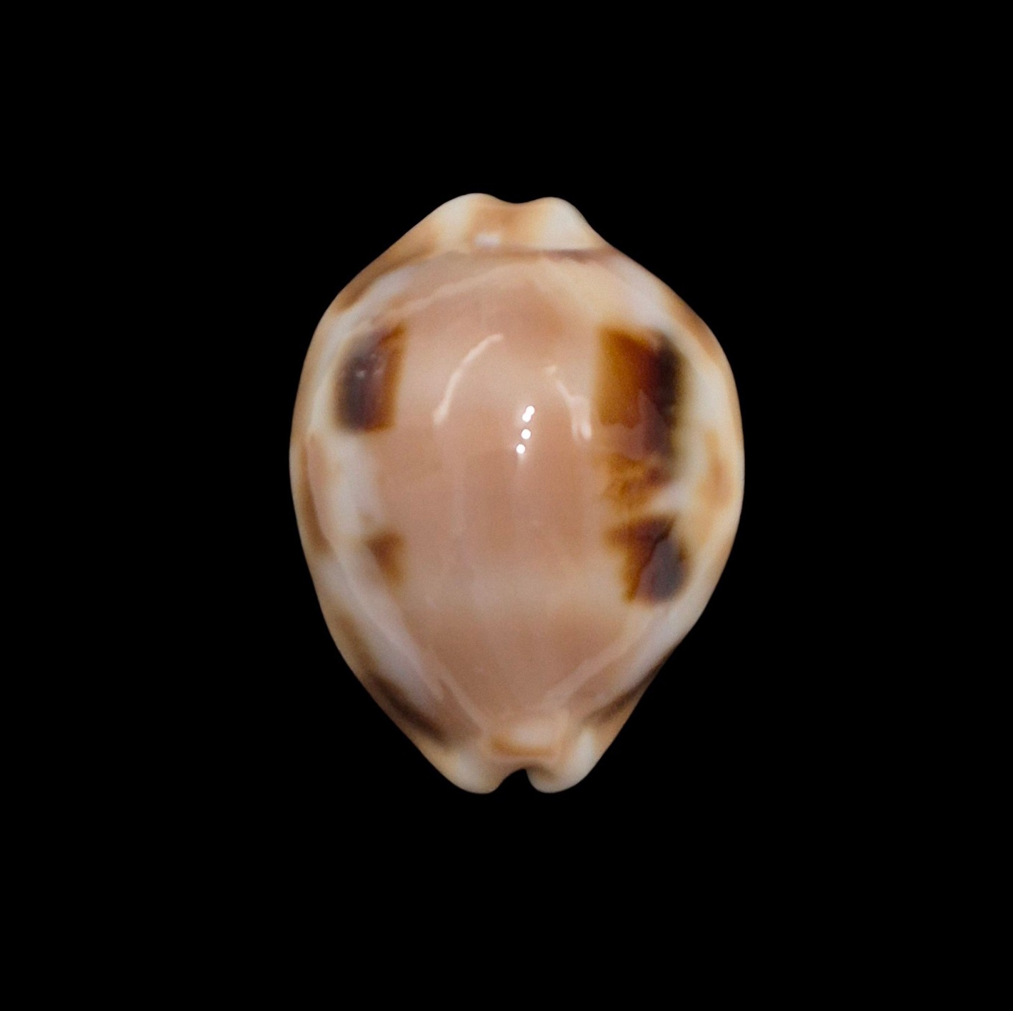 BC003 Luria tessellata