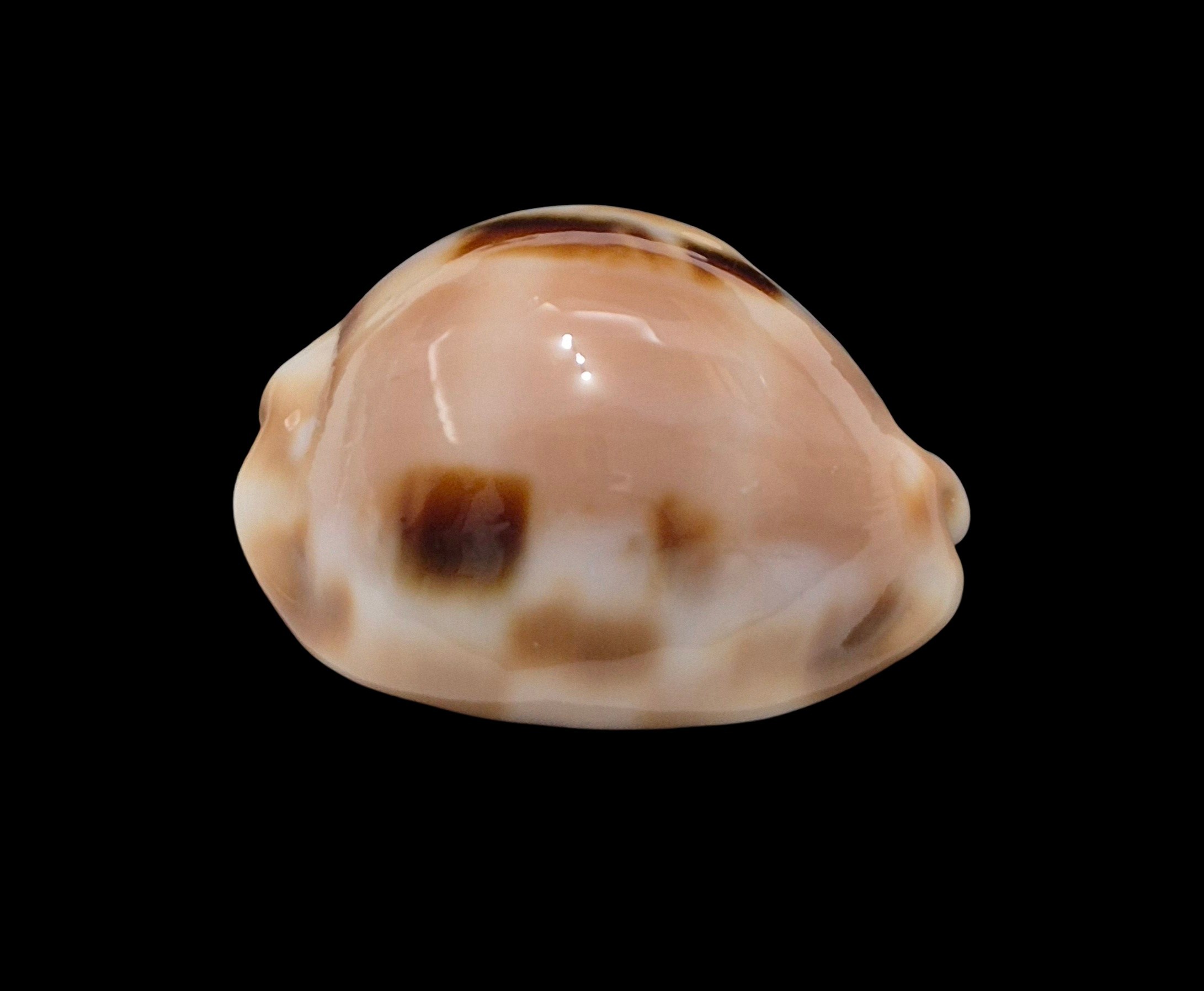 BC003 Luria tessellata - Image 2