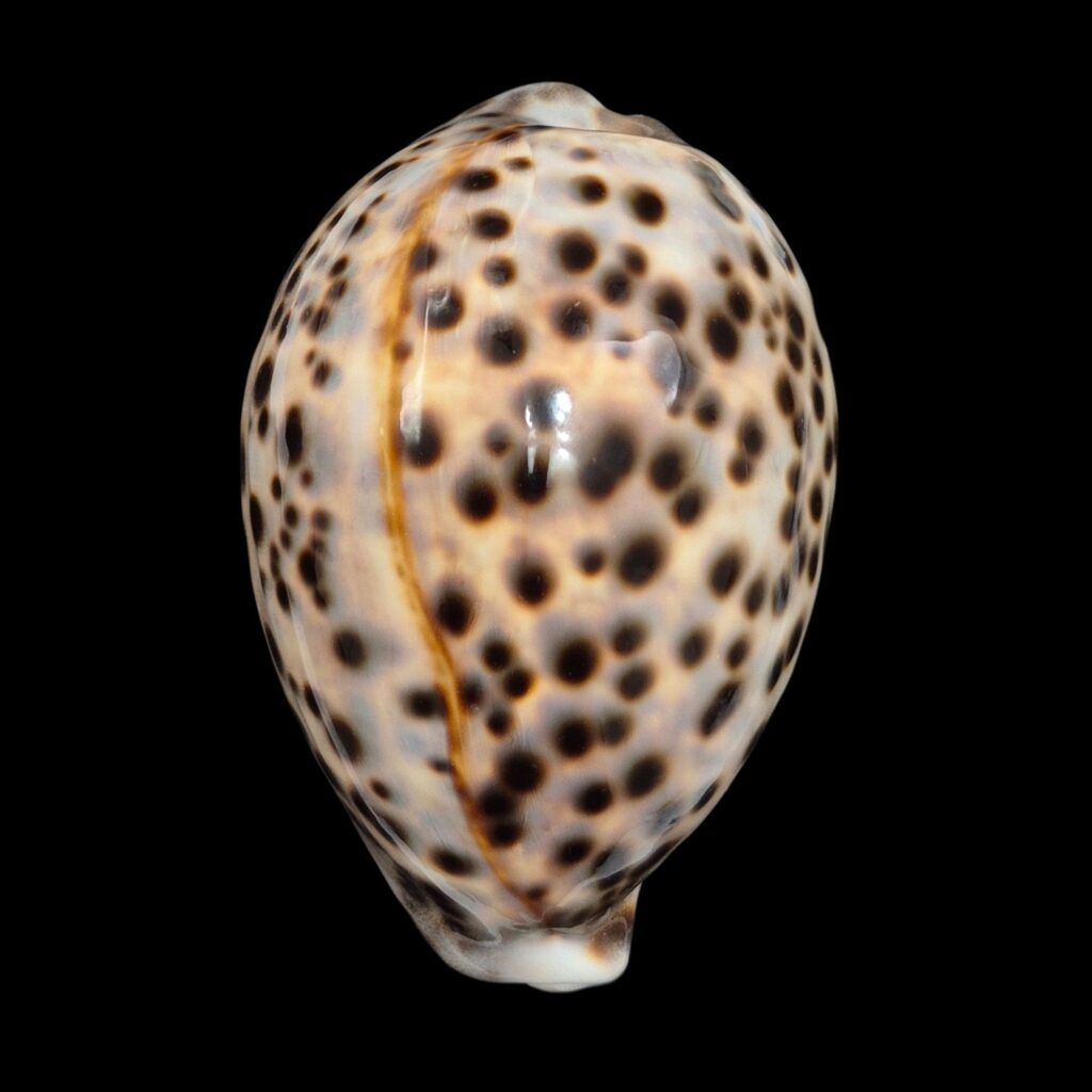BC454 Cypraea tigris schilderiana