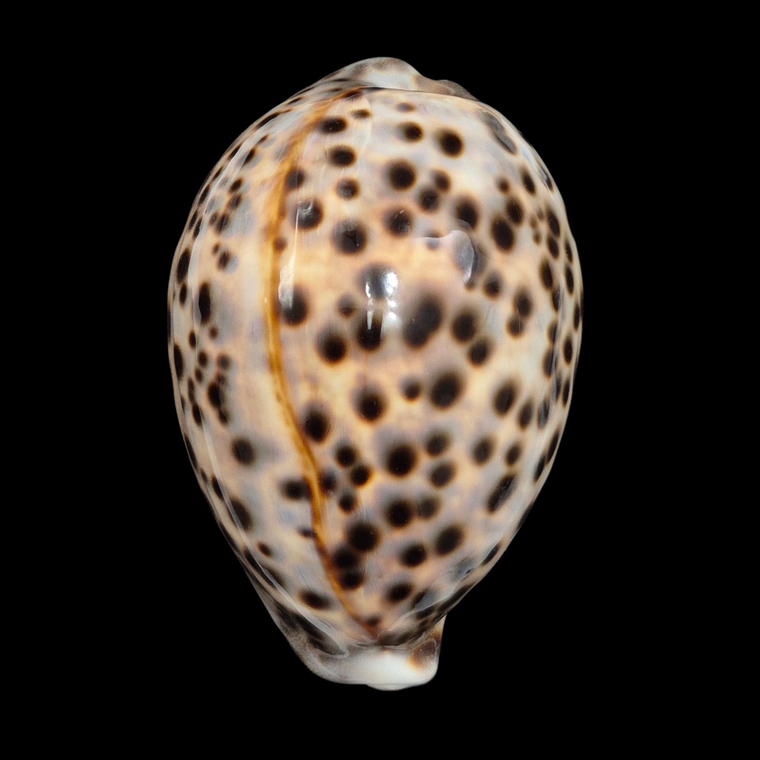 BC454 Cypraea tigris schilderiana