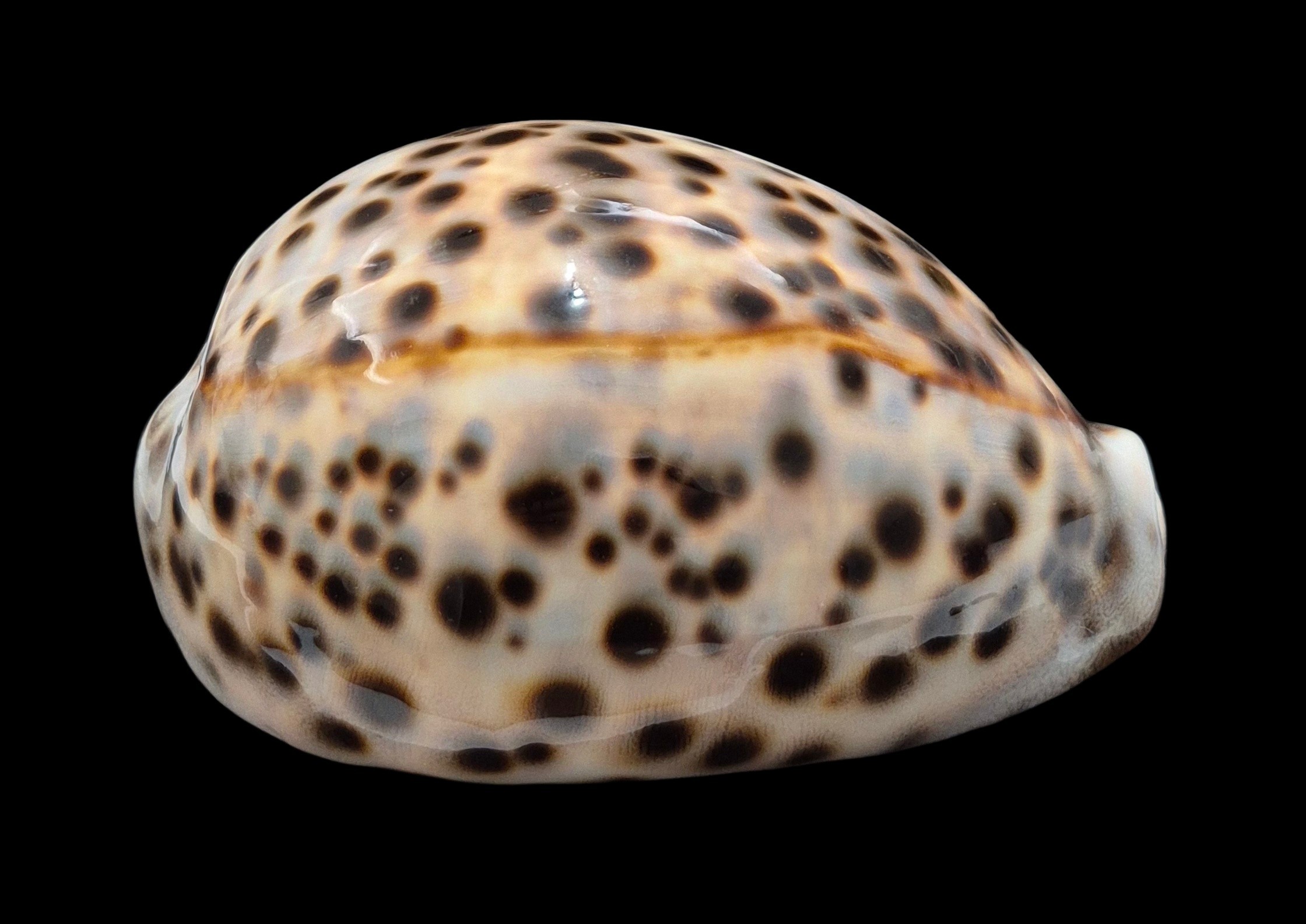 BC454 Cypraea tigris schilderiana - Image 2
