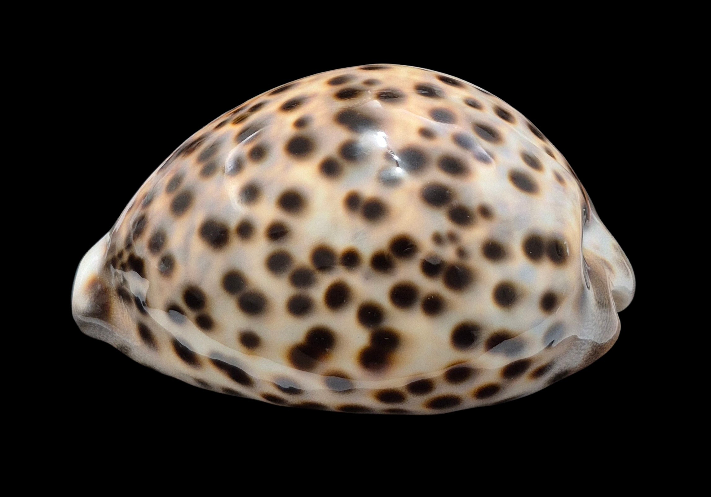 BC454 Cypraea tigris schilderiana - Image 3