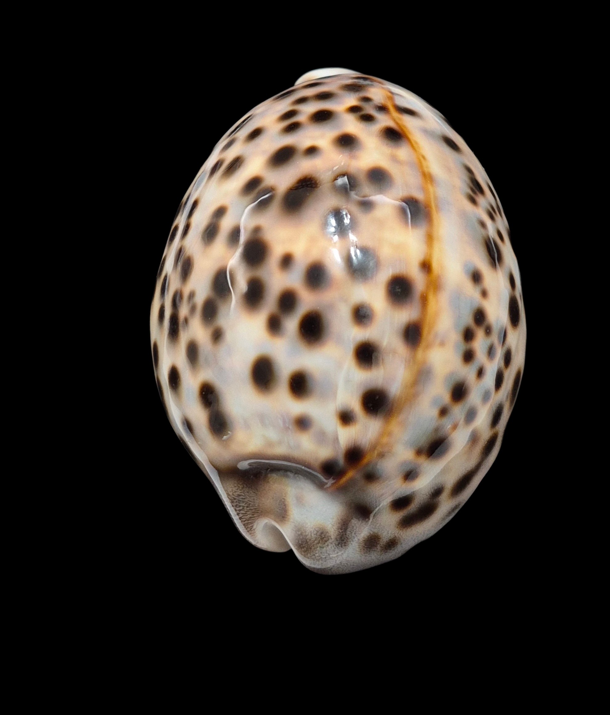 BC454 Cypraea tigris schilderiana - Image 4