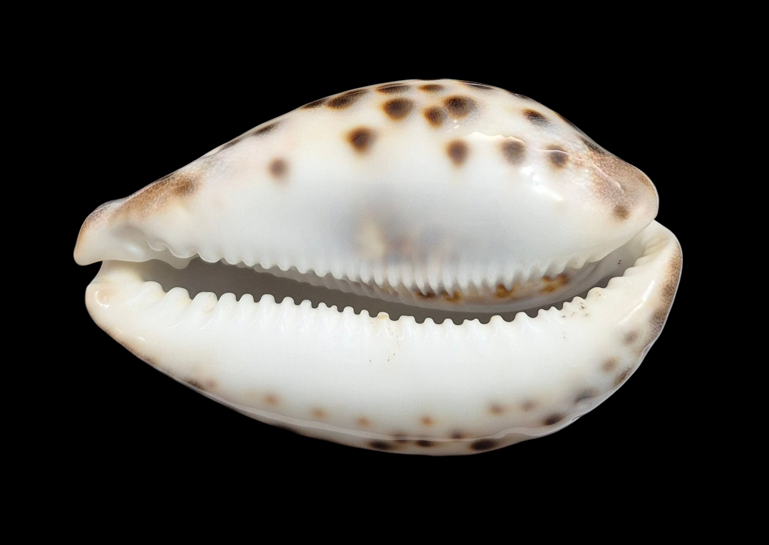 BC454 Cypraea tigris schilderiana - Image 5