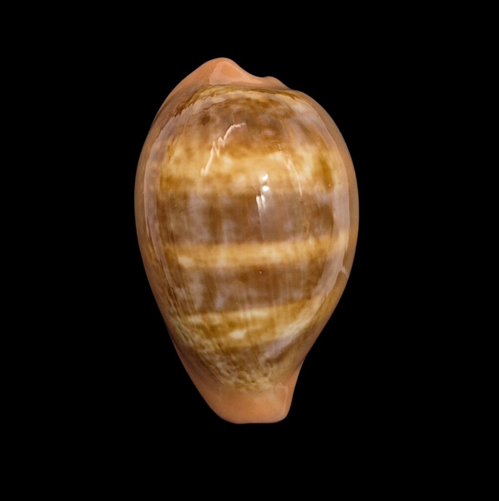 BC608 Zonaria pyrum - BIG SIZE