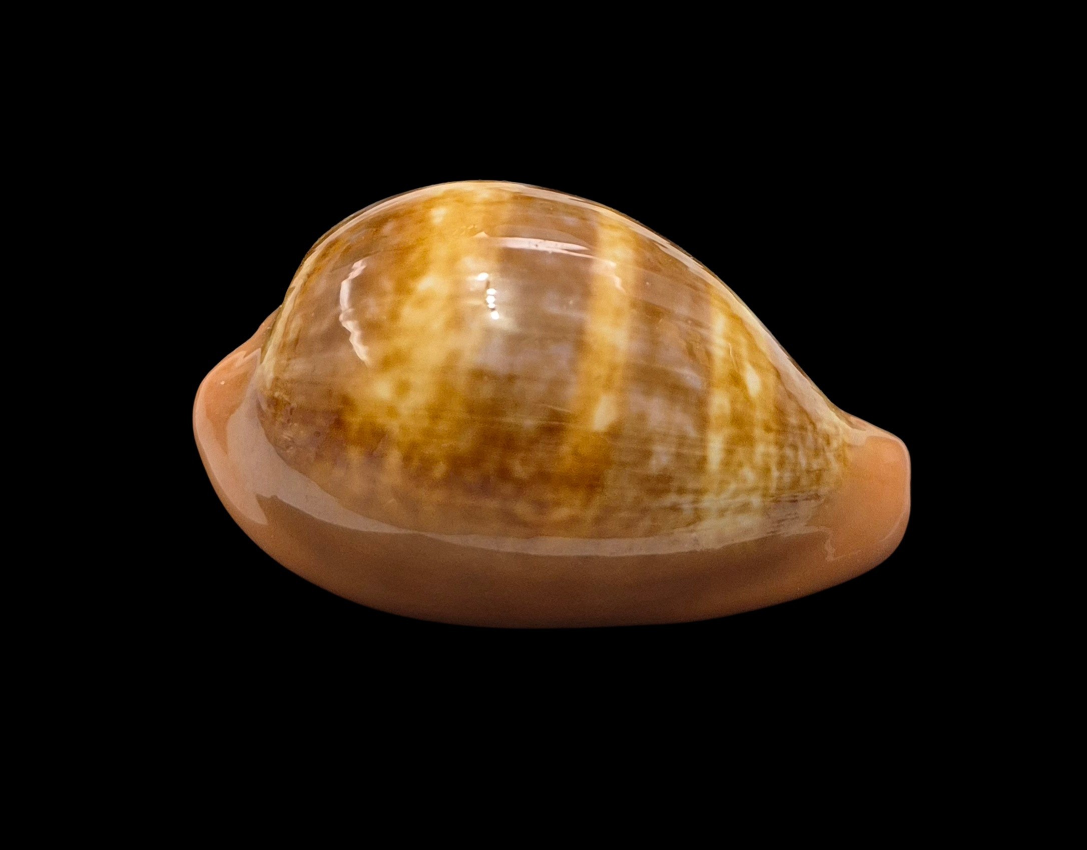 BC608 Zonaria pyrum - BIG SIZE - Image 2