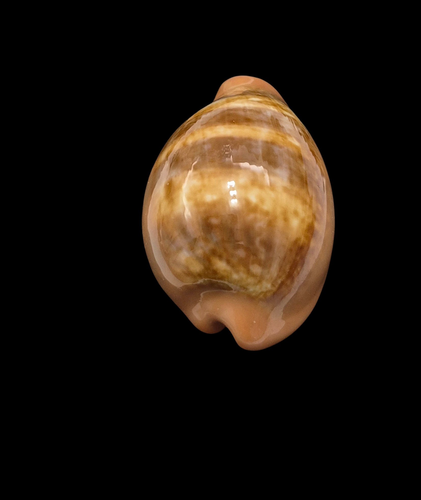 BC608 Zonaria pyrum - BIG SIZE - Image 4