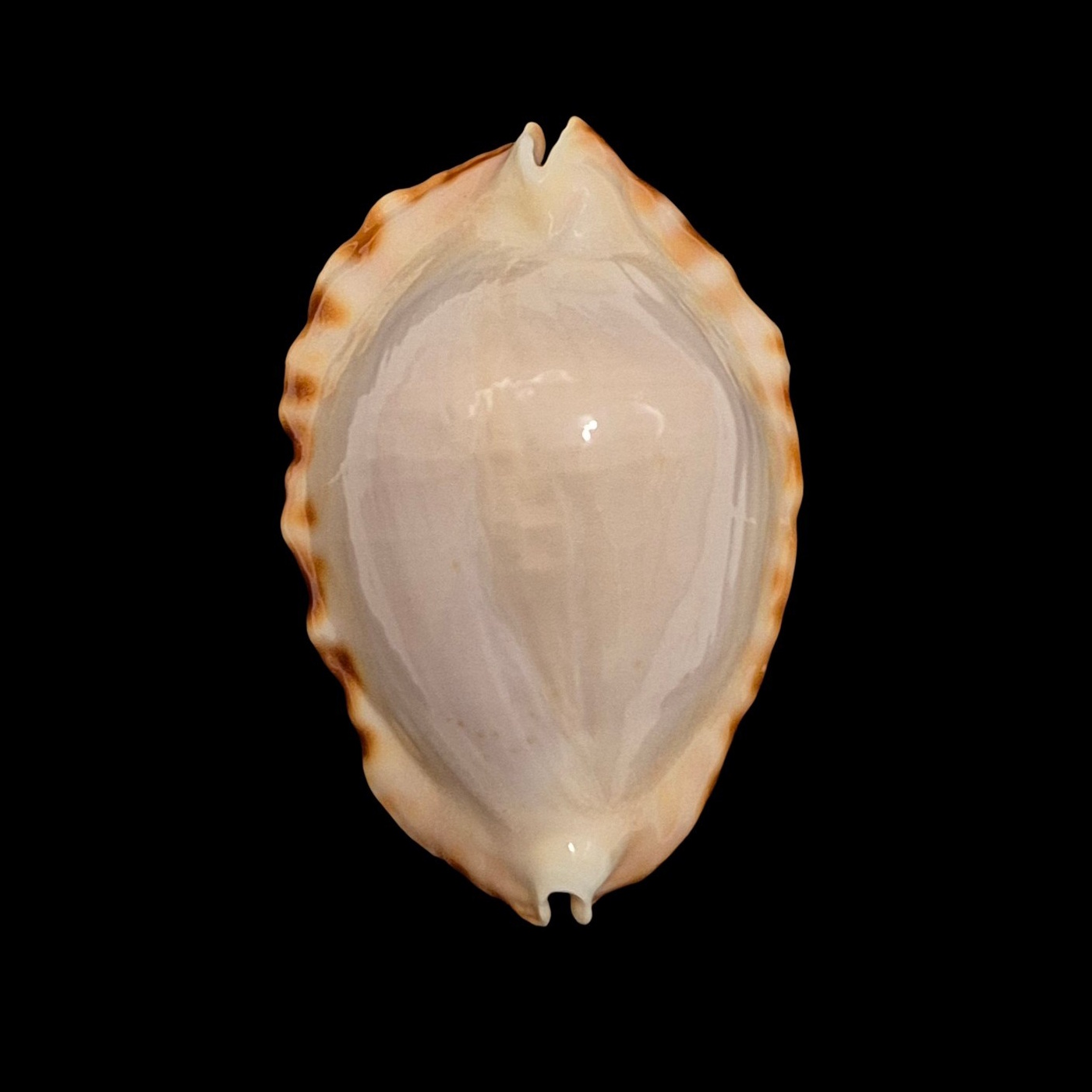 BC559 Zoila ketyana hypermarginata