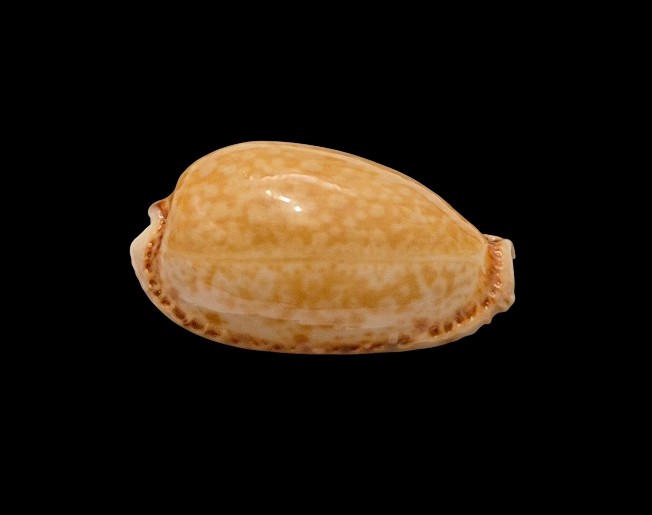 BC610 Naria spurca - BIG SIZE - Image 2