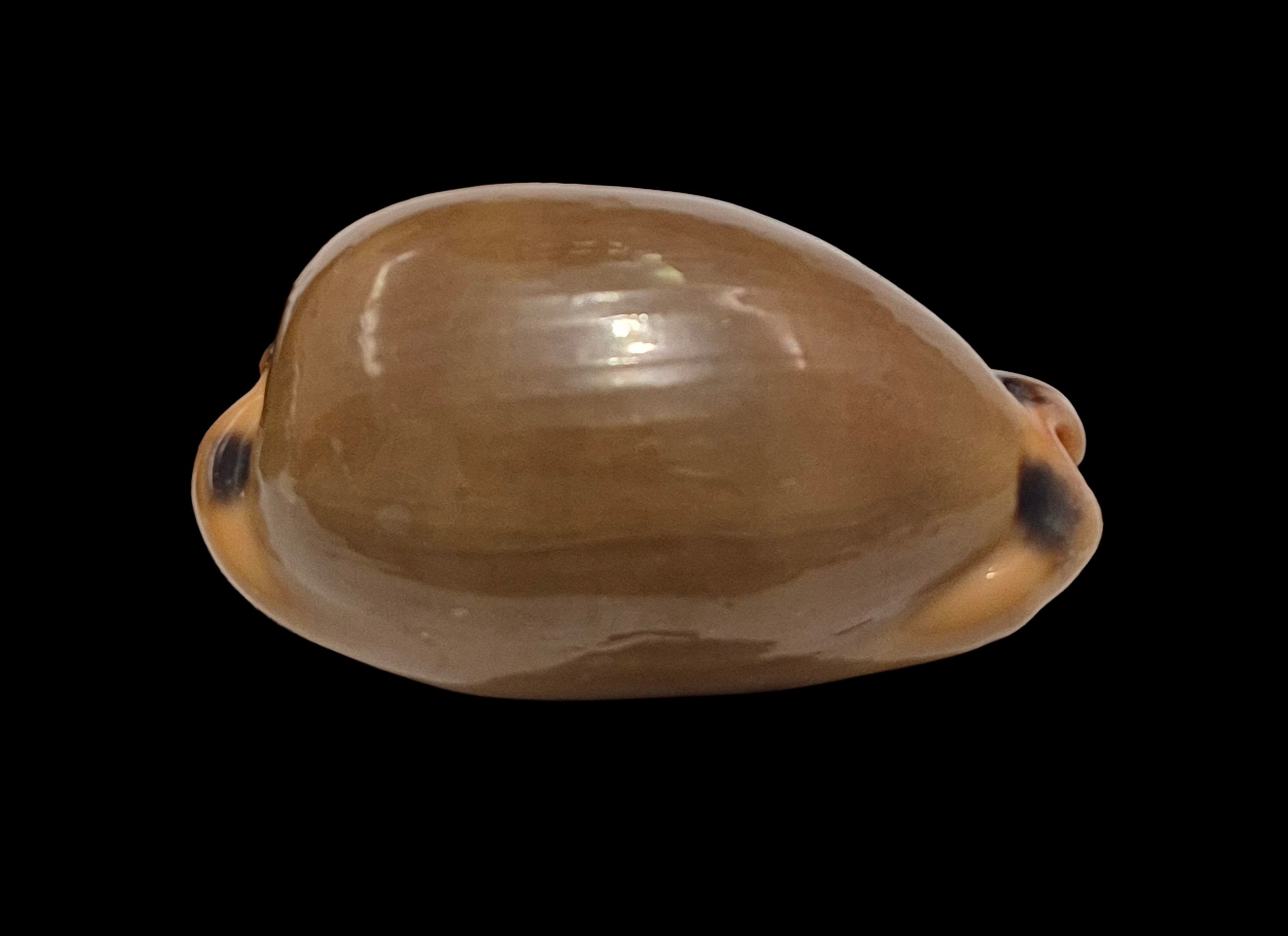 BC074 Luria lurida - BIG SIZE - Image 2