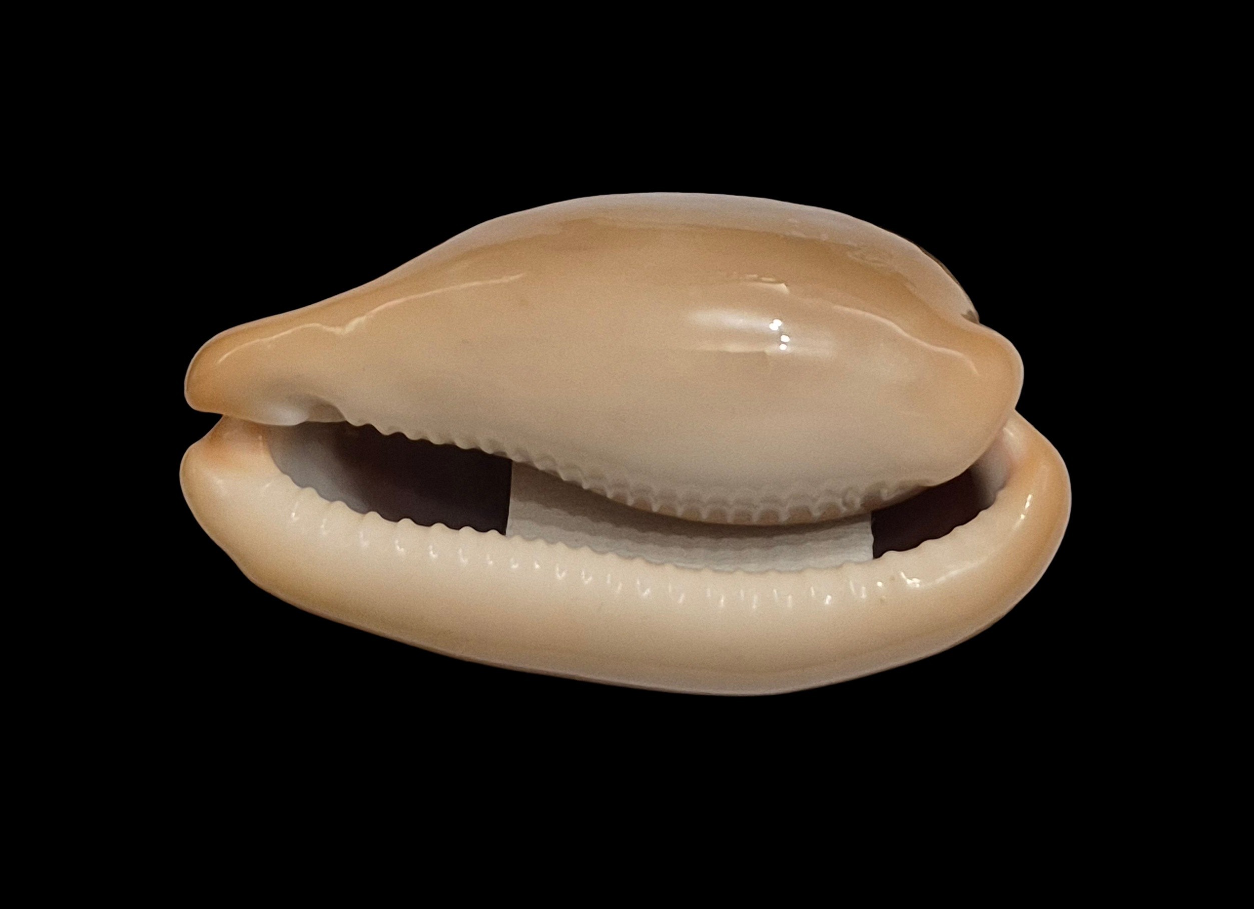 BC074 Luria lurida - BIG SIZE - Image 5