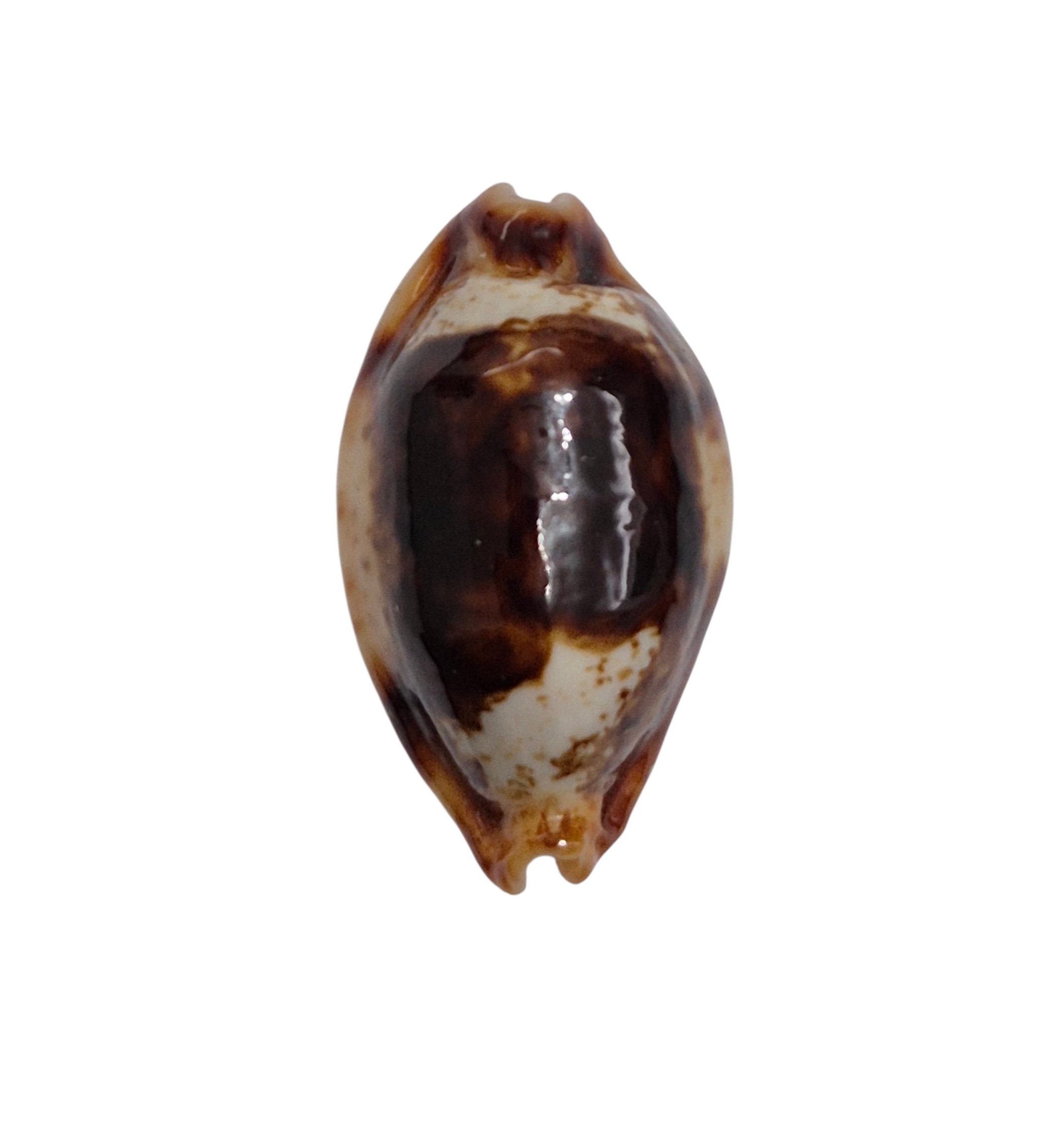 BC549 Bistolida stolida crossei - NIGER and ROSTRATED - Image 2