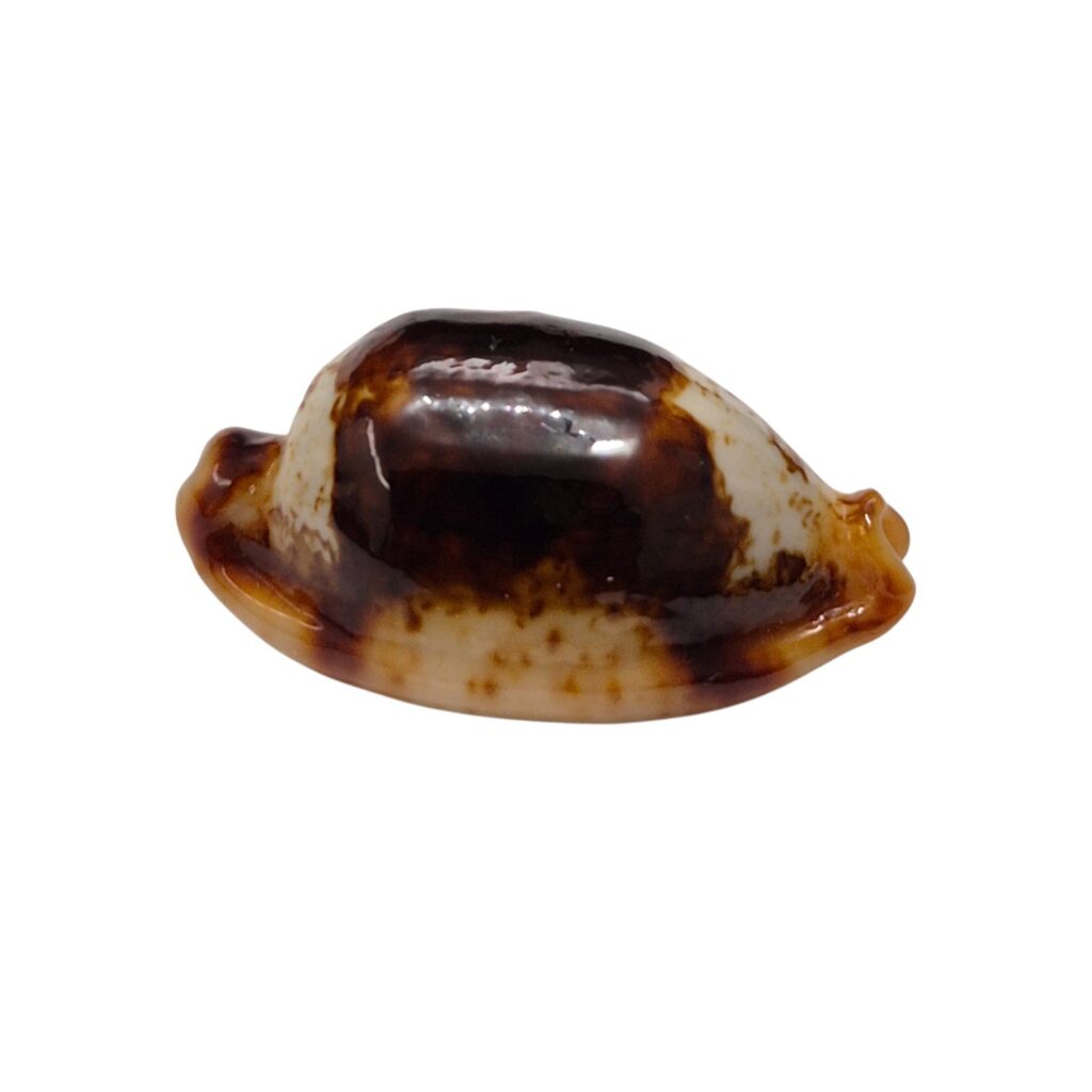 BC549 Bistolida stolida crossei - NIGER and ROSTRATED