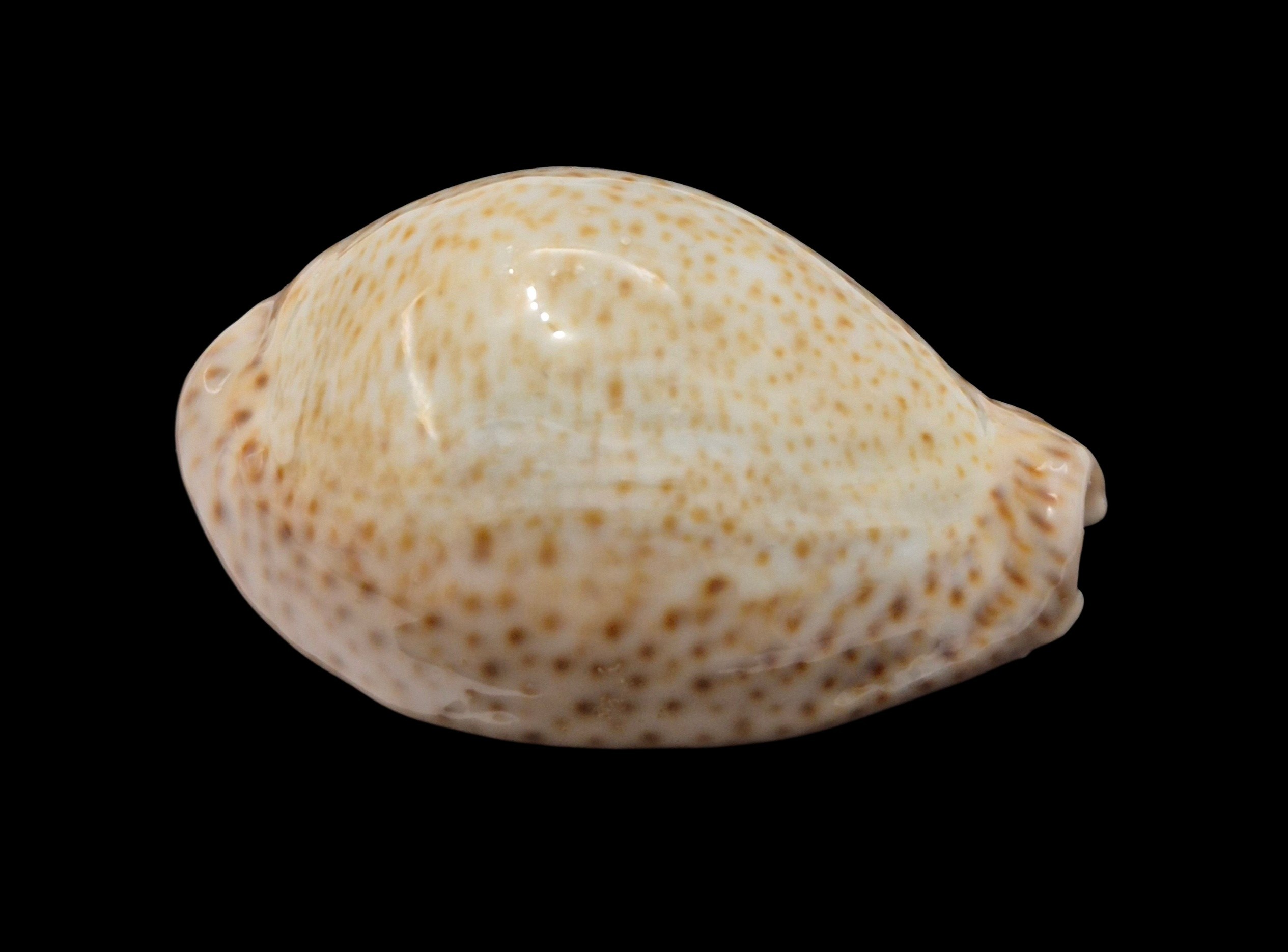 BC034 Naria turdus winckworthi - XXL SIZE - Image 2