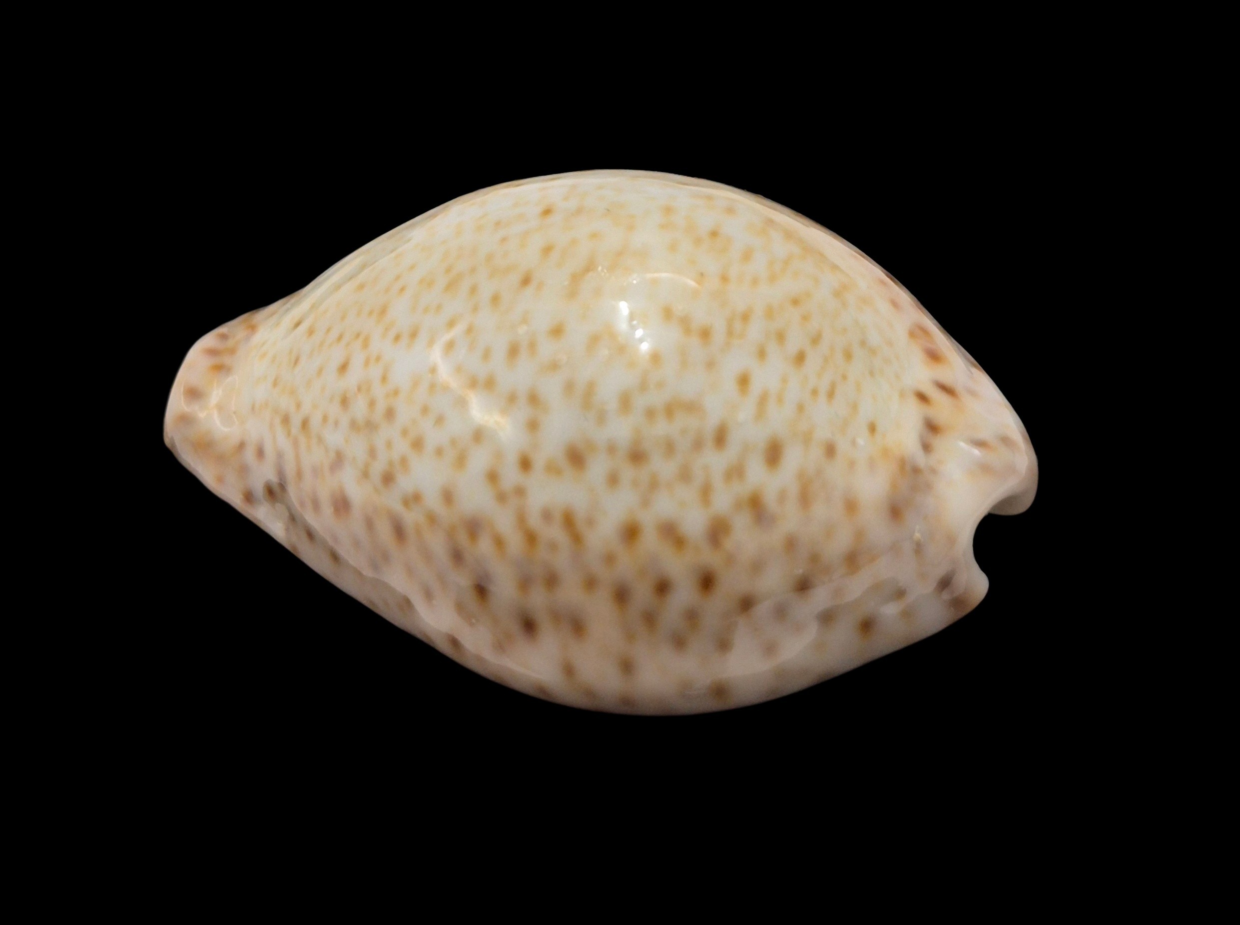 BC034 Naria turdus winckworthi - XXL SIZE - Image 3