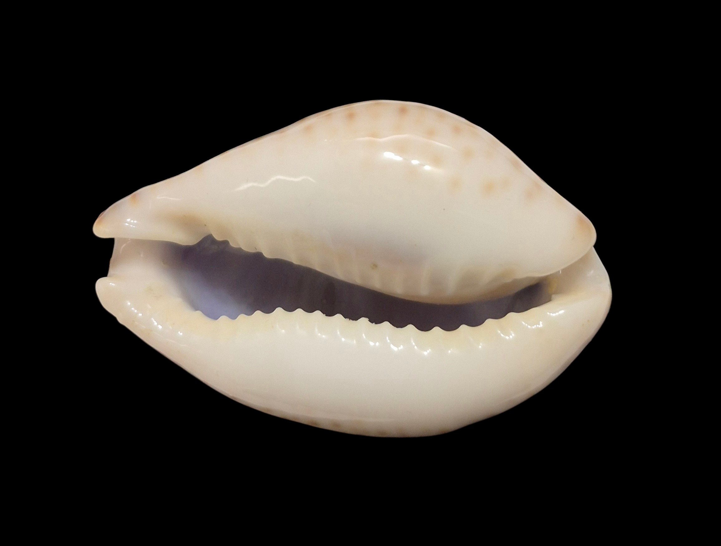 BC034 Naria turdus winckworthi - XXL SIZE - Image 5