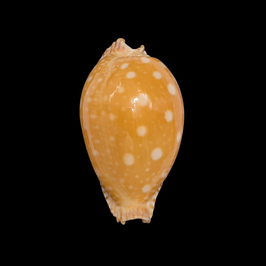 BC612 Perisserosa guttata