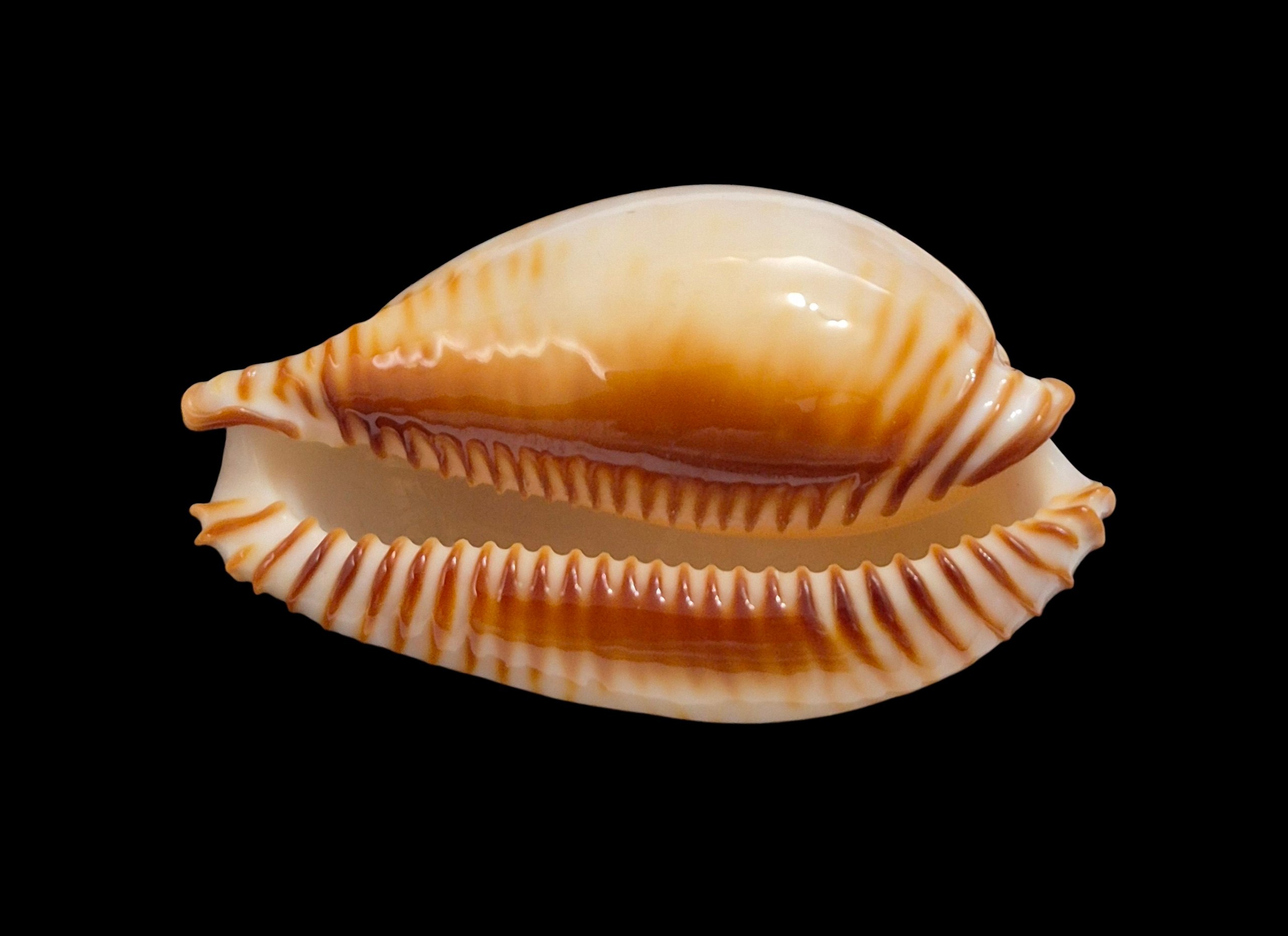 BC612 Perisserosa guttata - Image 5