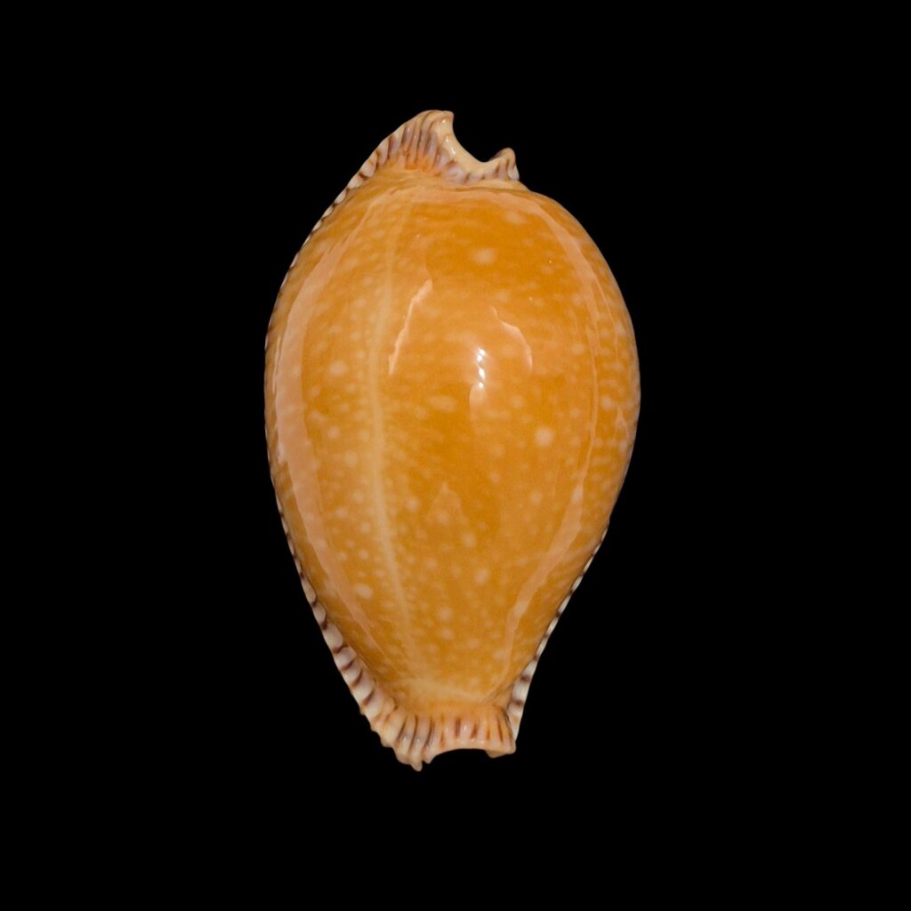 BC616 Perisserosa guttata f. surinensis