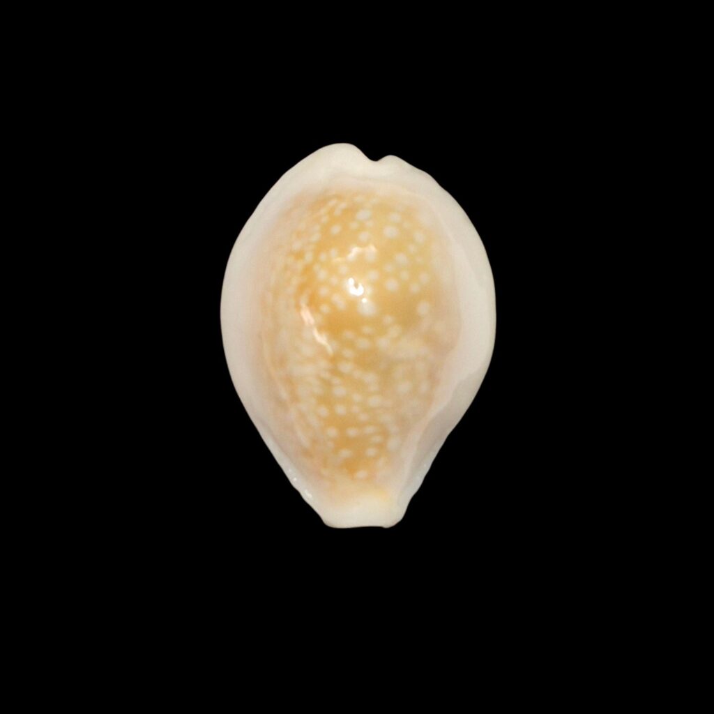 BC613 Naria miliaris f. bonfantinii