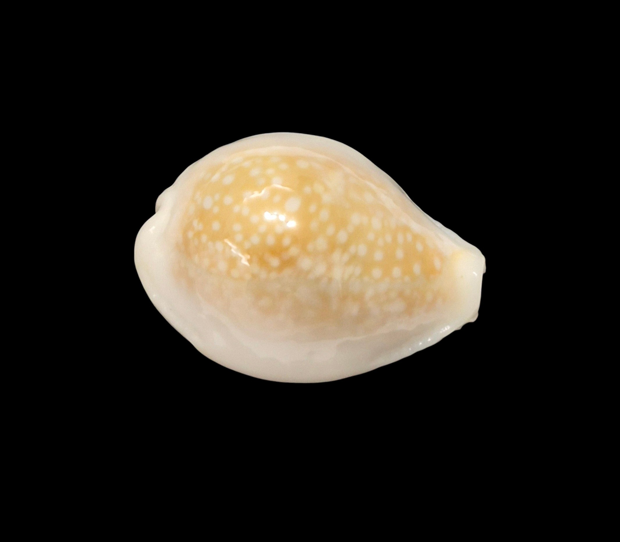 BC613 Naria miliaris f. bonfantinii - Image 2