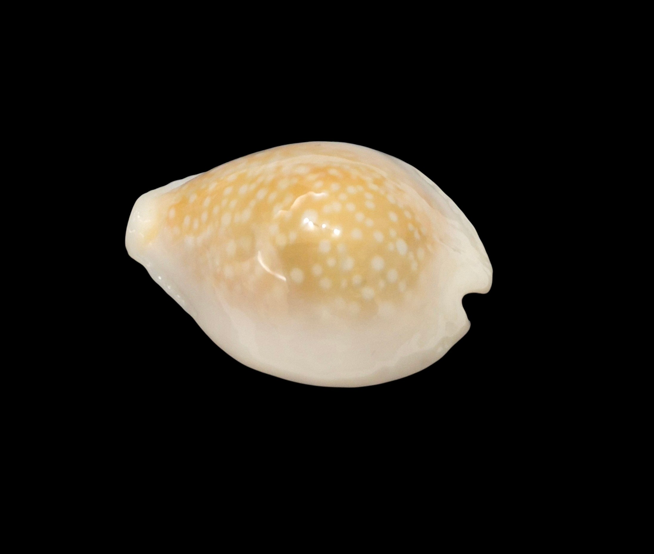 BC613 Naria miliaris f. bonfantinii - Image 3