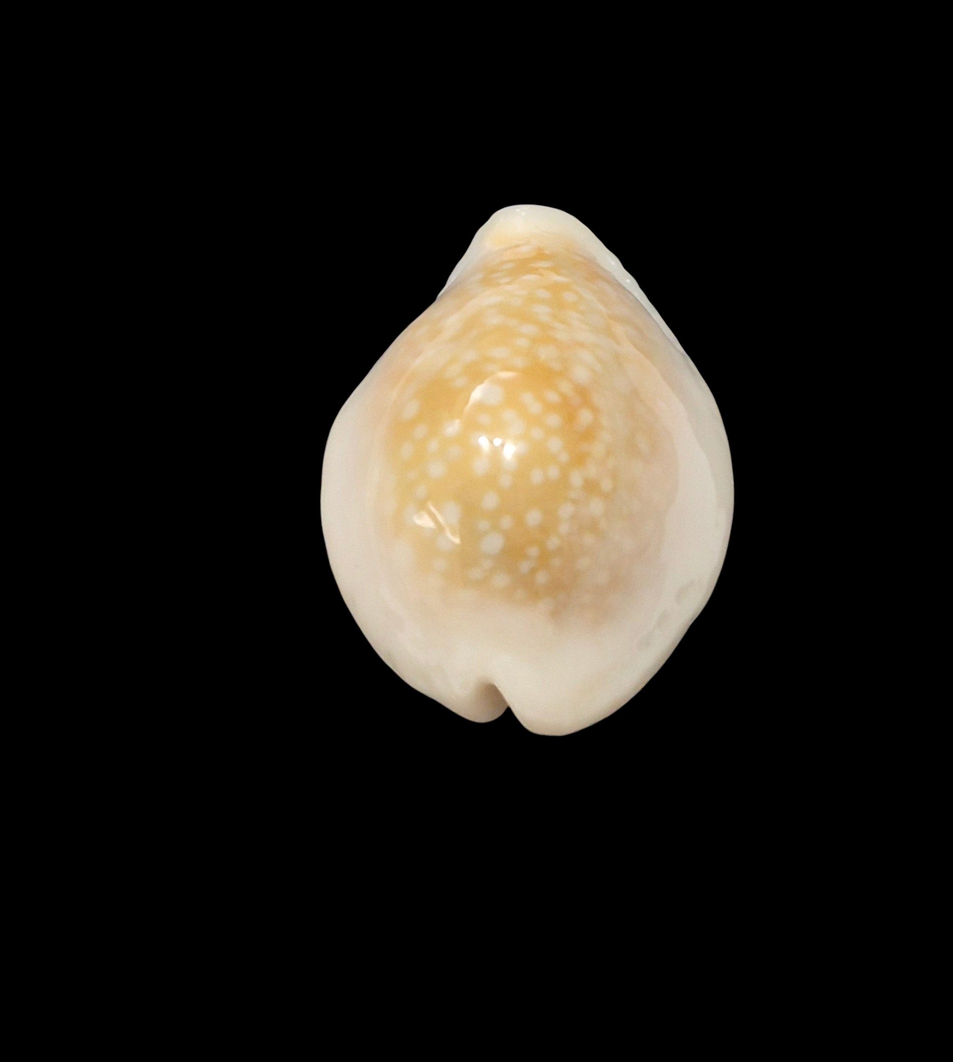BC613 Naria miliaris f. bonfantinii - Image 4