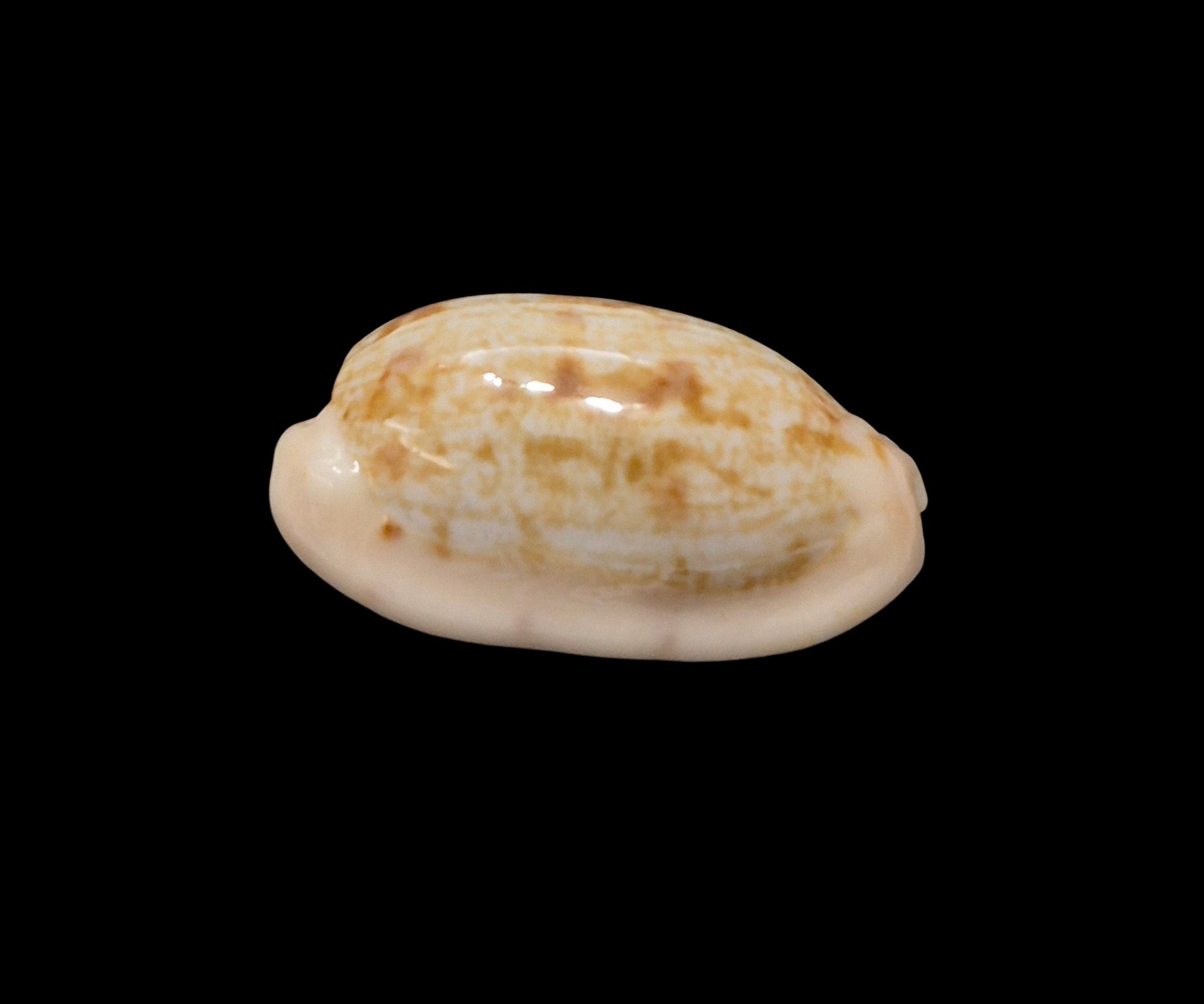 BC617 Talostolida teres janae - Image 2