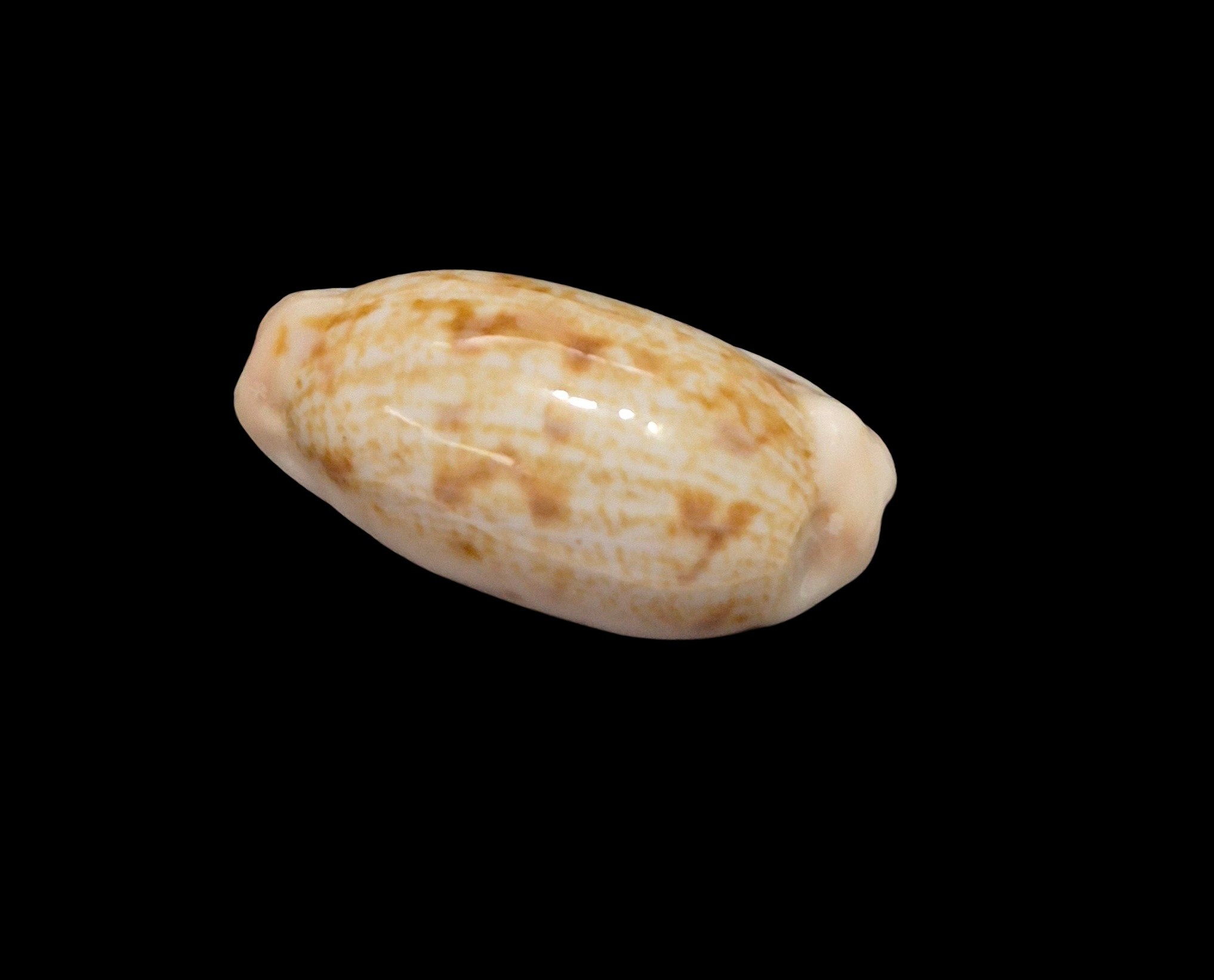 BC617 Talostolida teres janae - Image 3