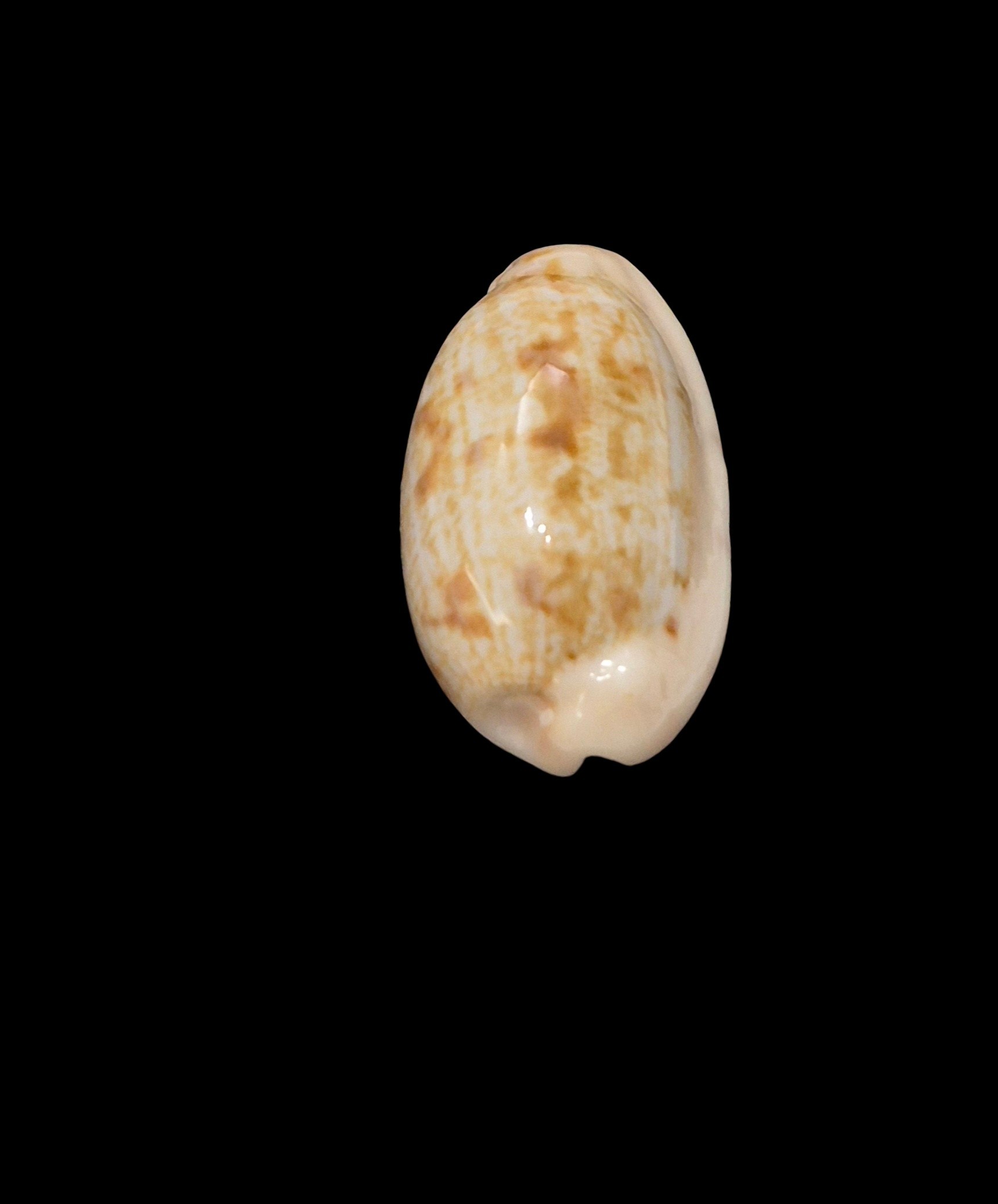 BC617 Talostolida teres janae - Image 4