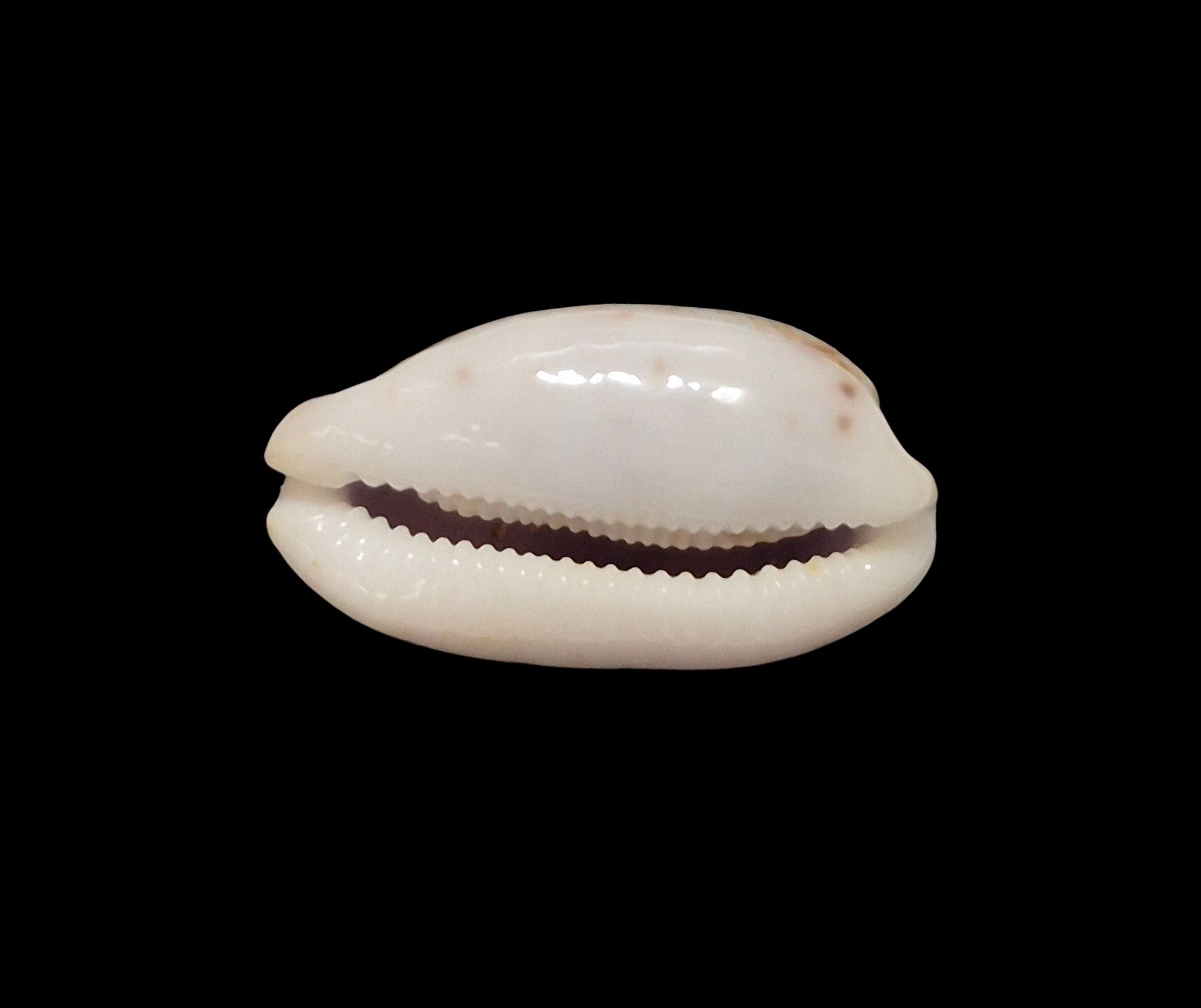 BC617 Talostolida teres janae - Image 5