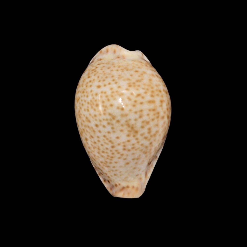 BC618 Naria turdus f. micheloi