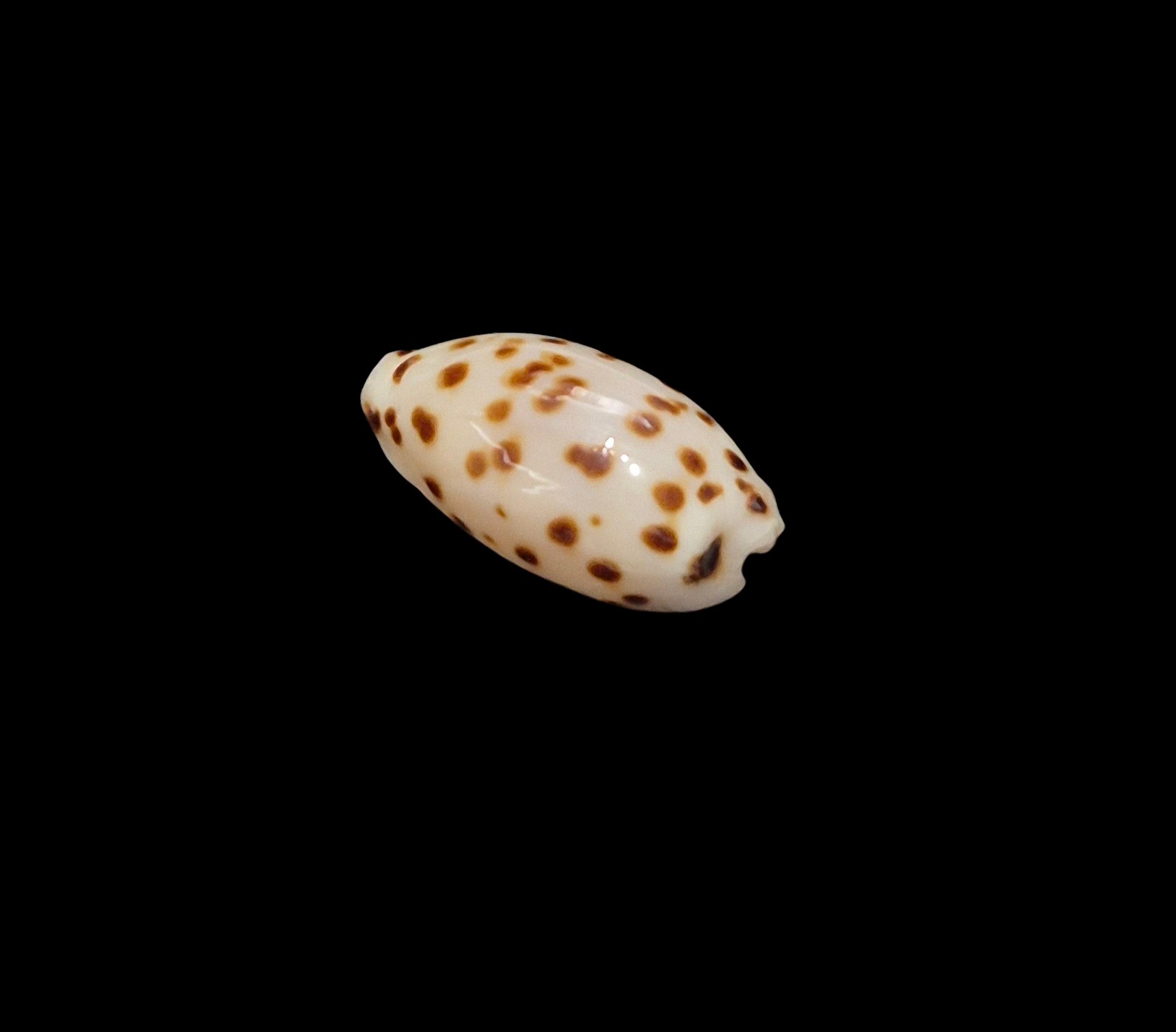 BC619 Ransoniella punctata f. berinii - Image 3