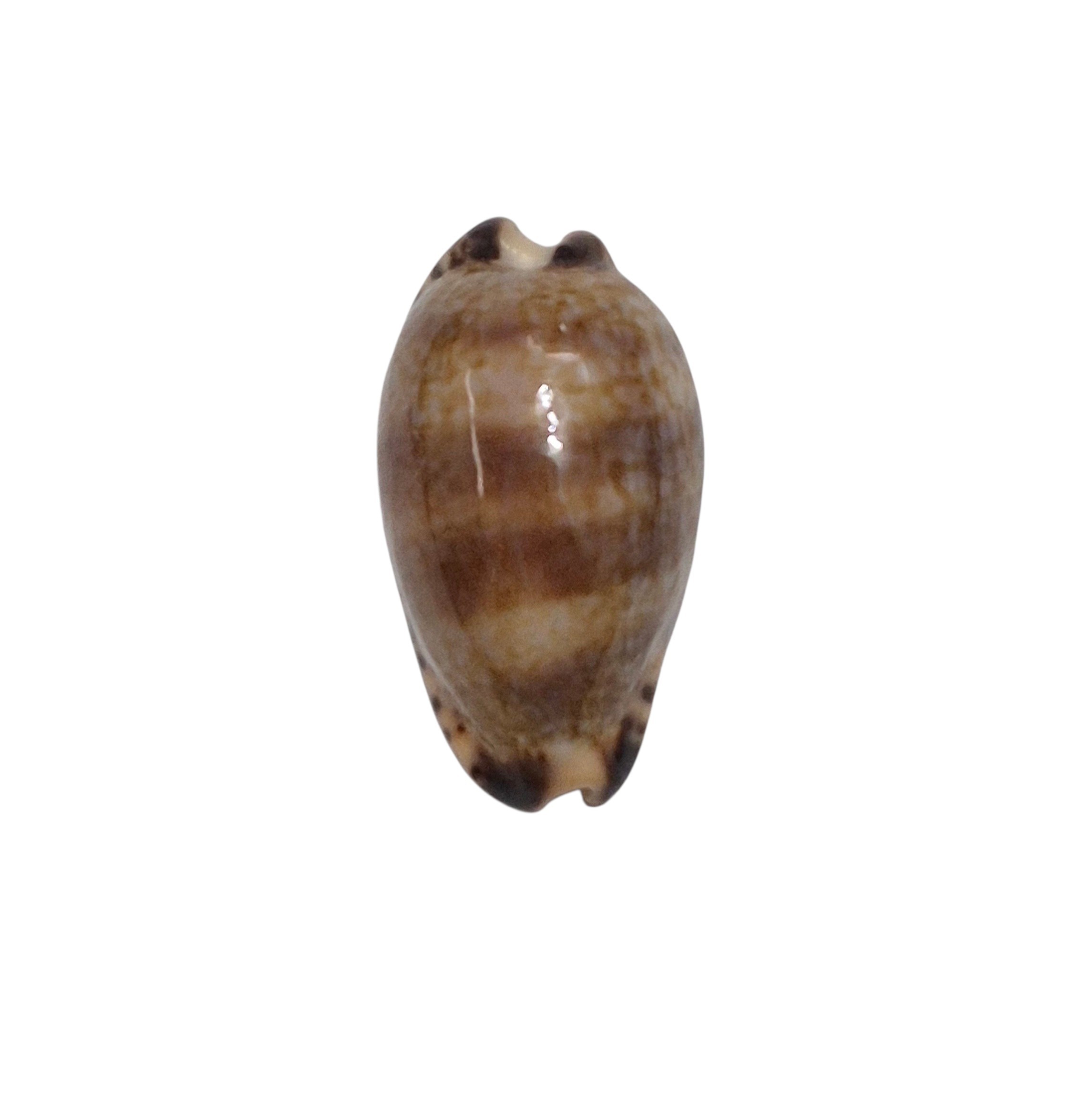 BC620 Pseudozonaria nigropunctata - DWARF