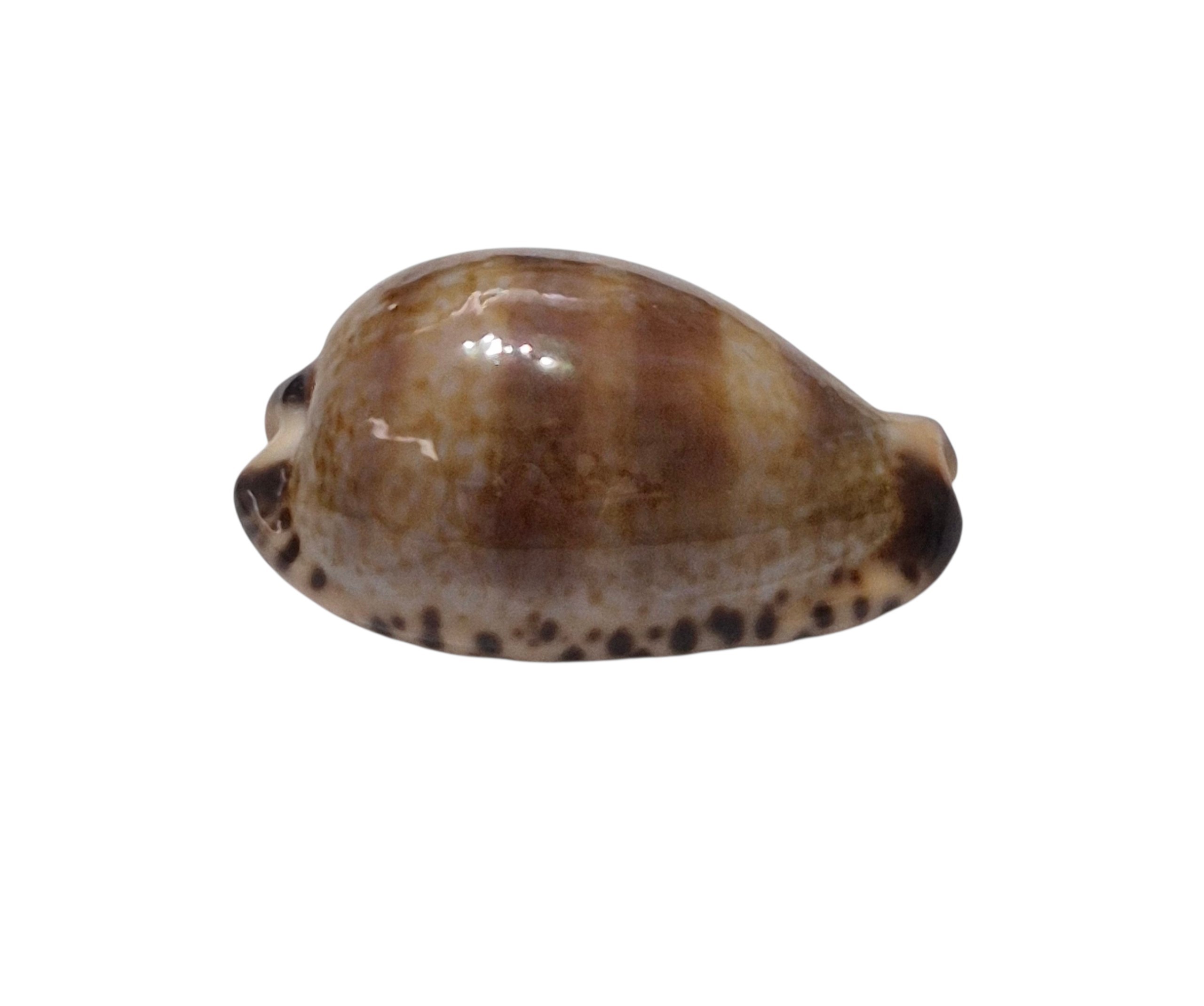 BC620 Pseudozonaria nigropunctata - DWARF - Image 2