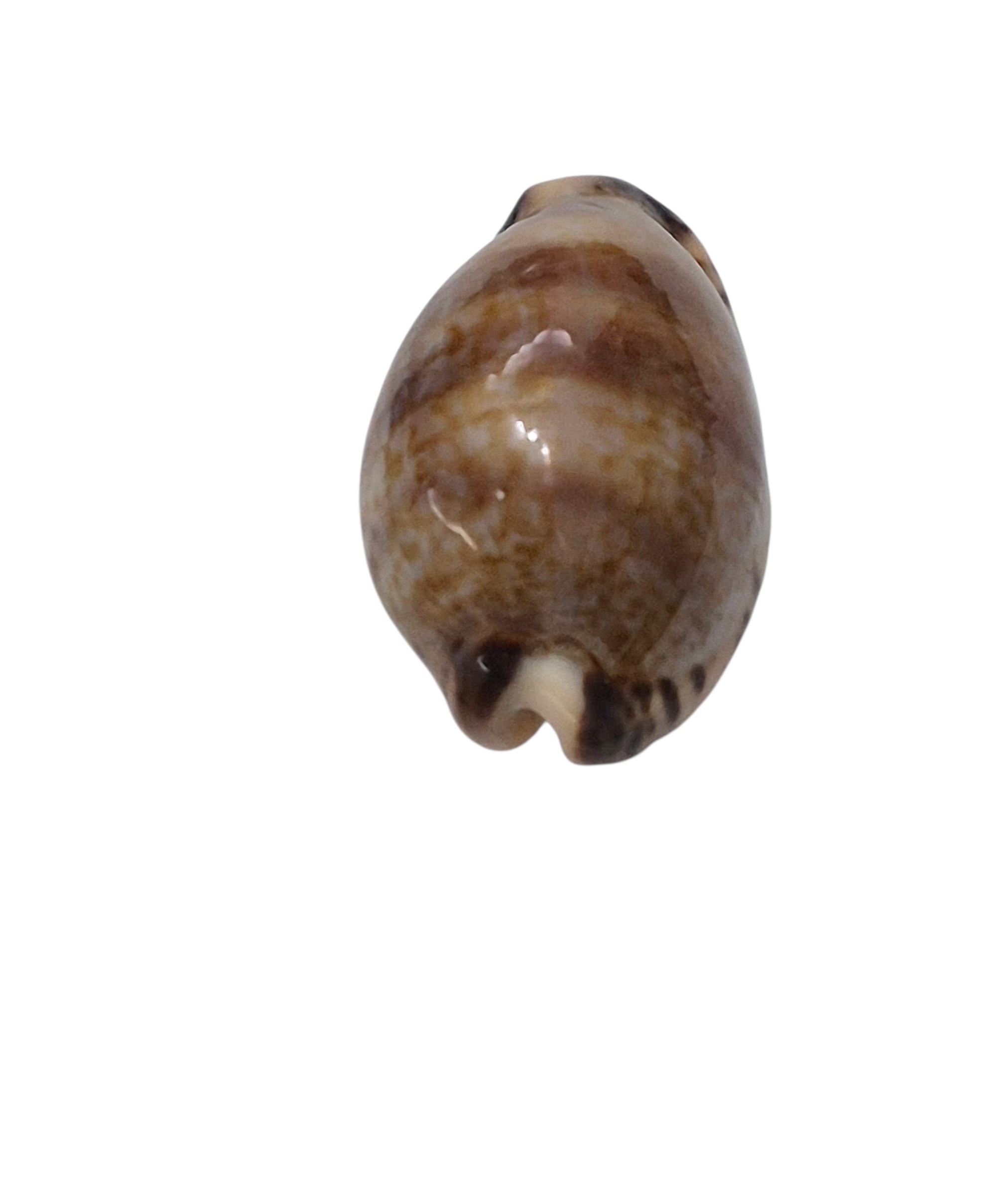 BC620 Pseudozonaria nigropunctata - DWARF - Image 4